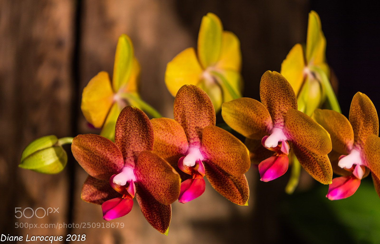 Nikon D7100 sample photo. Phaleanopsis sara gold photography