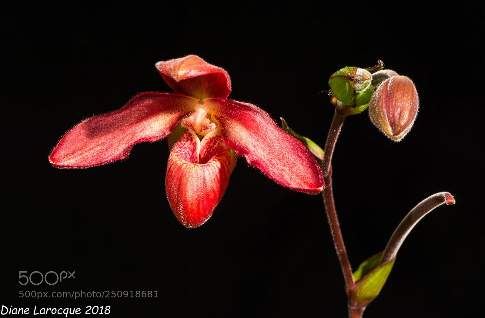 Nikon D7100 sample photo. Phragmipedium andean fire photography
