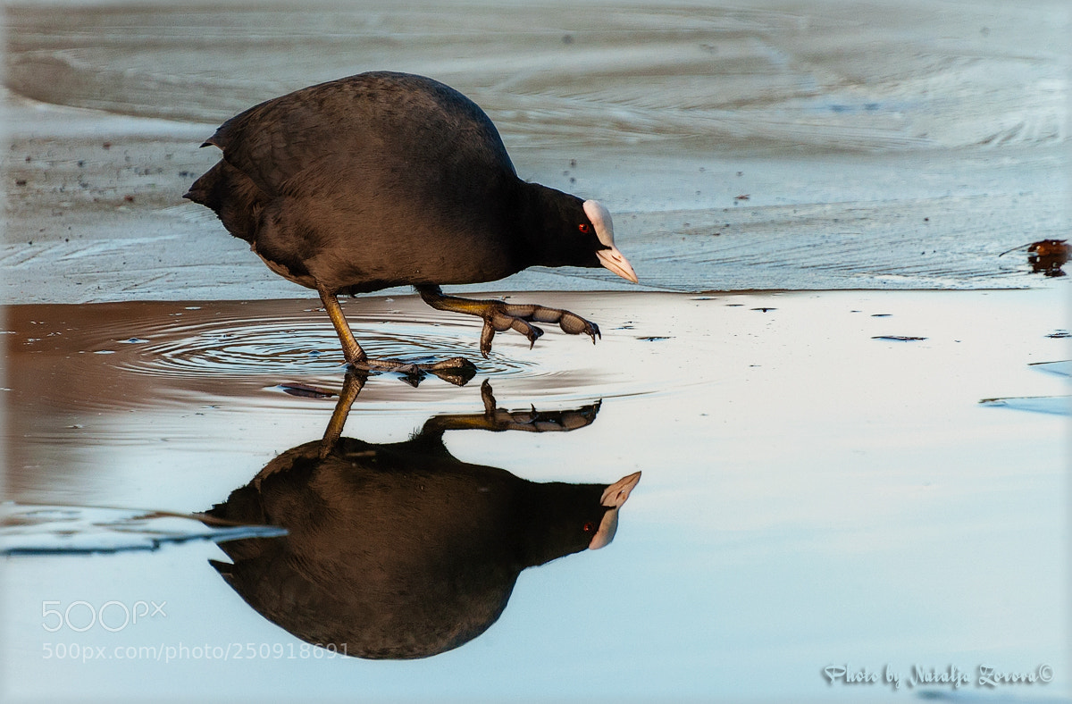 Nikon D5000 sample photo. Reflection photography