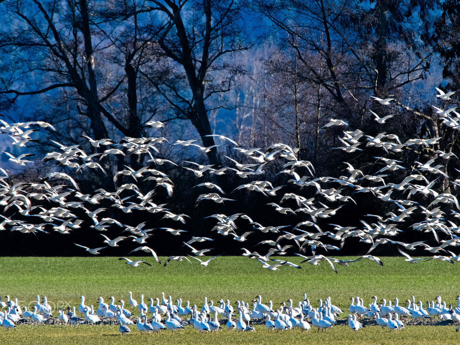 Nikon D500 sample photo. Snow geese moving to photography