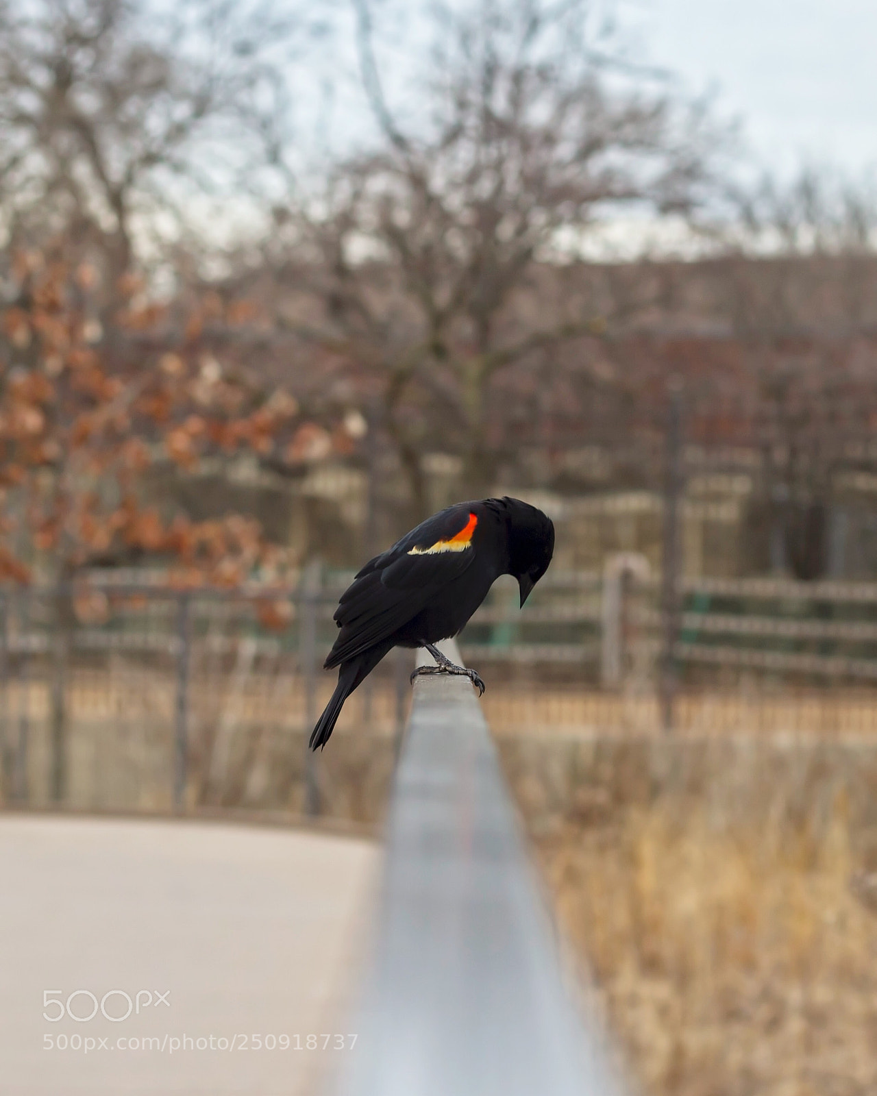 Canon EOS 60D sample photo. Red-winged blackbird photography