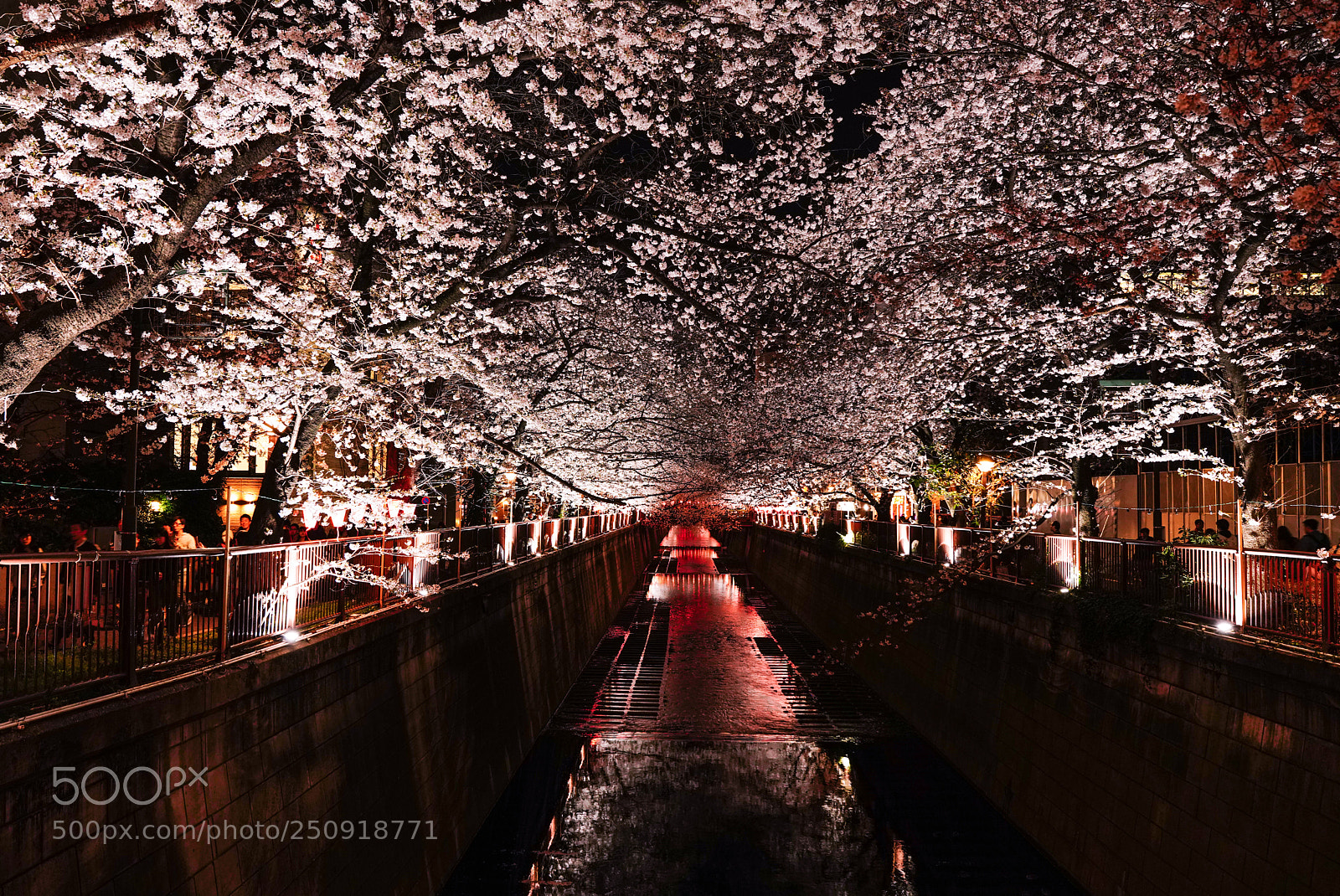 Sony a7R III sample photo. 目黒川の桜祭り 2018-2 photography