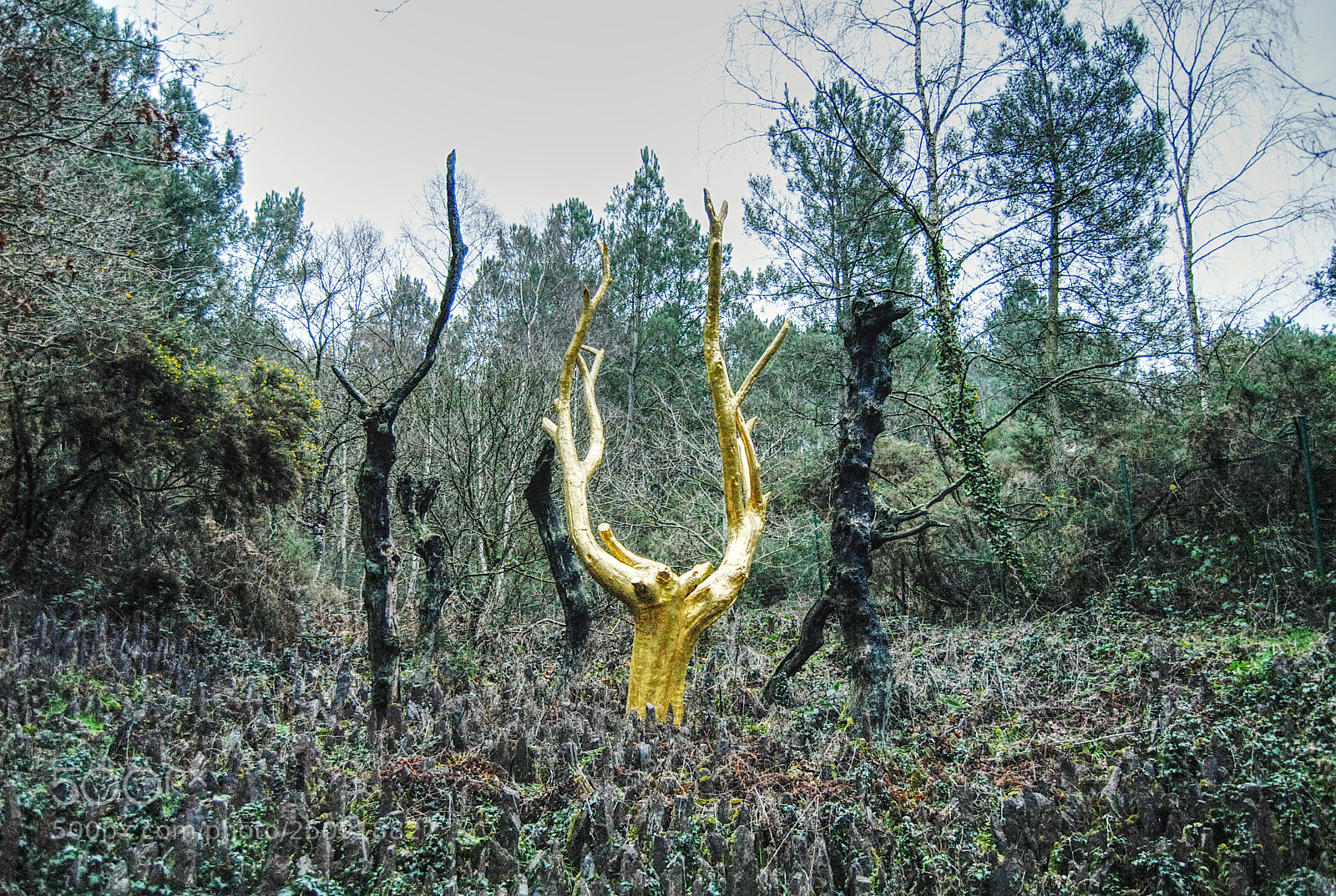 Nikon D200 sample photo. The golden tree photography