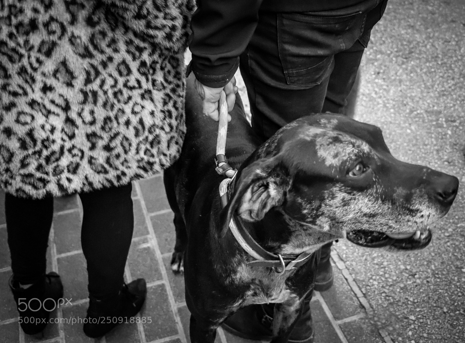 Canon EOS 77D (EOS 9000D / EOS 770D) sample photo. The men's best friend photography