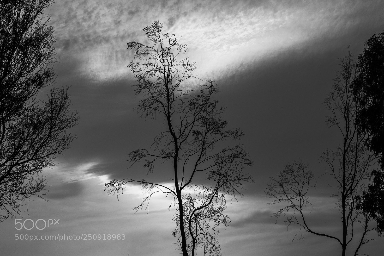 Nikon D700 sample photo. Trees photography