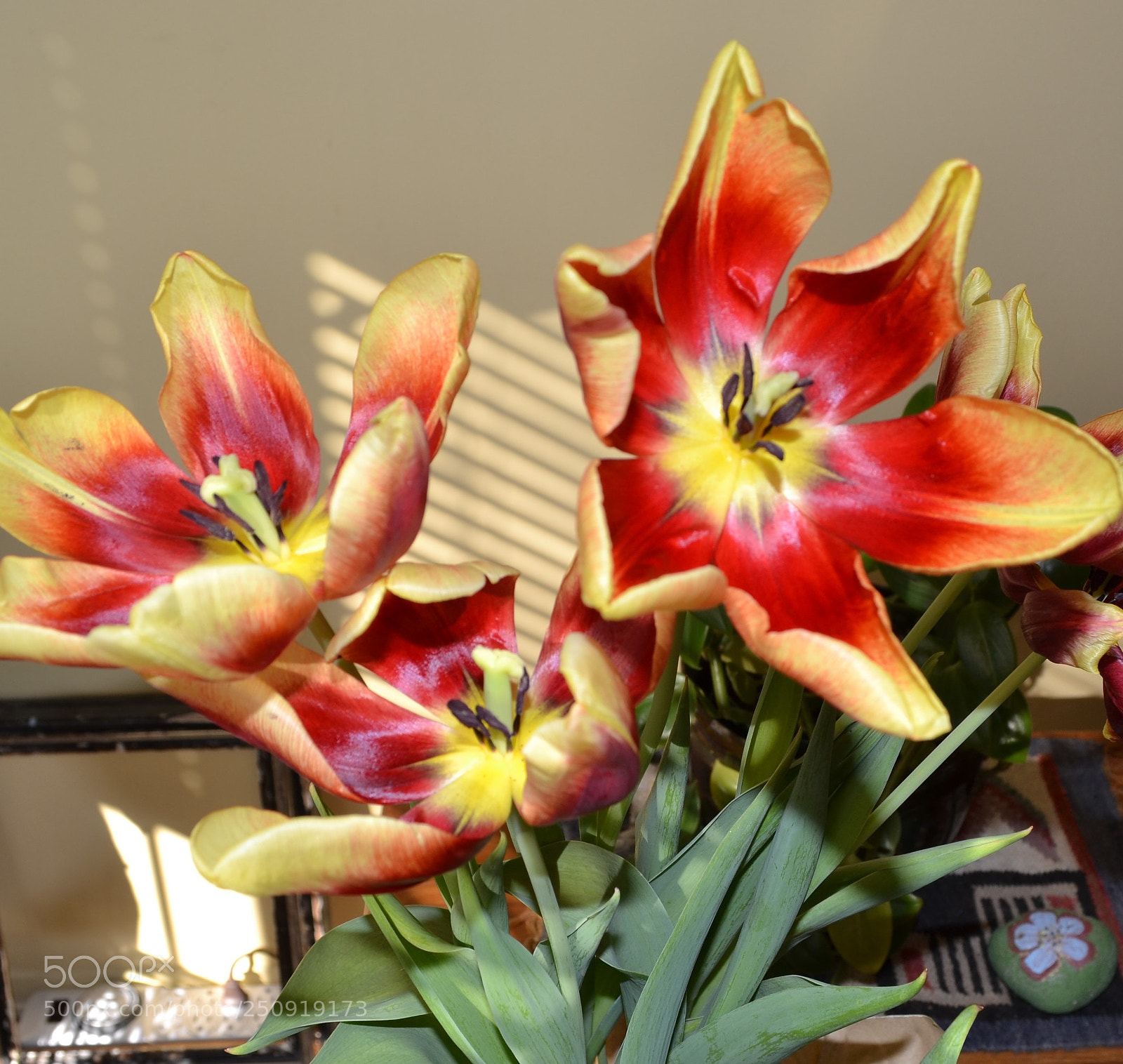 Nikon D3100 sample photo. Full bloom photography