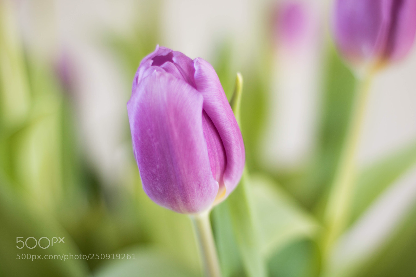 Canon EOS 750D (EOS Rebel T6i / EOS Kiss X8i) sample photo. Macro flower photography