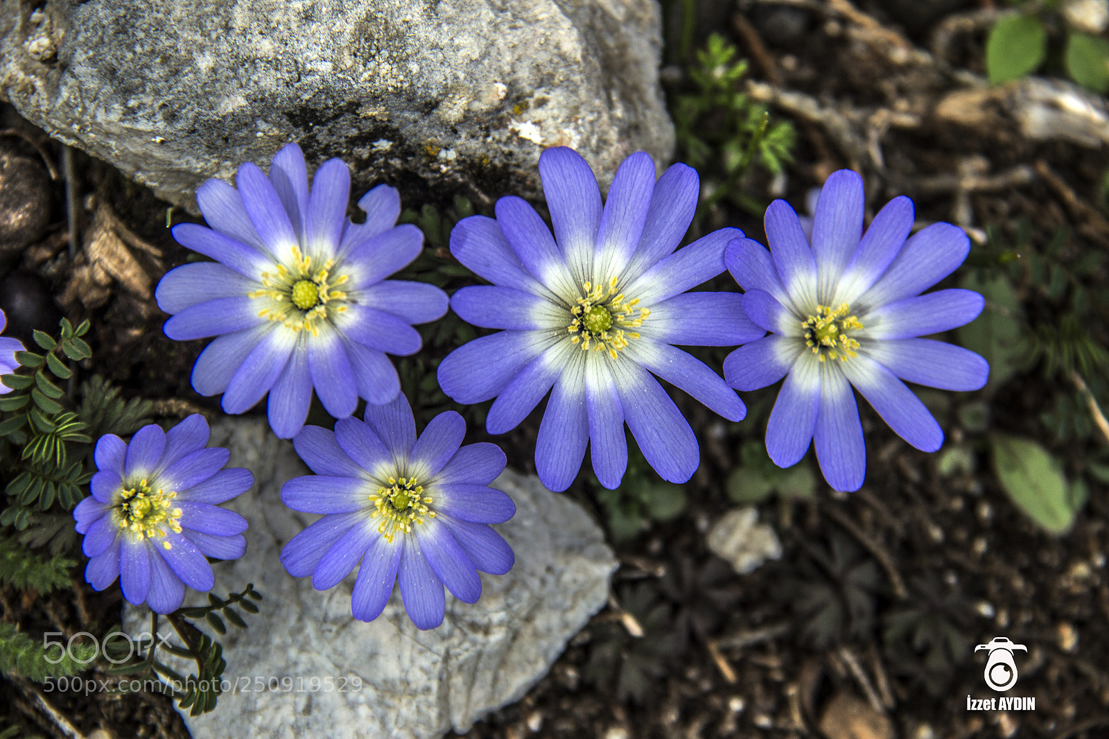 Canon EOS 600D (Rebel EOS T3i / EOS Kiss X5) sample photo. Blue photography