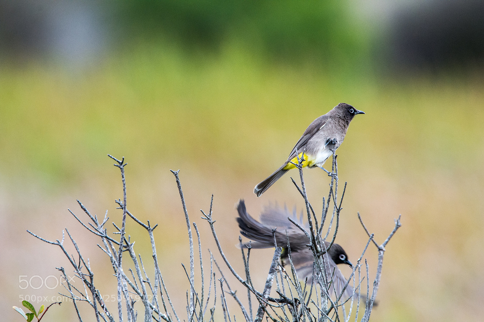 Nikon D7200 sample photo. Cape bulbuls photography