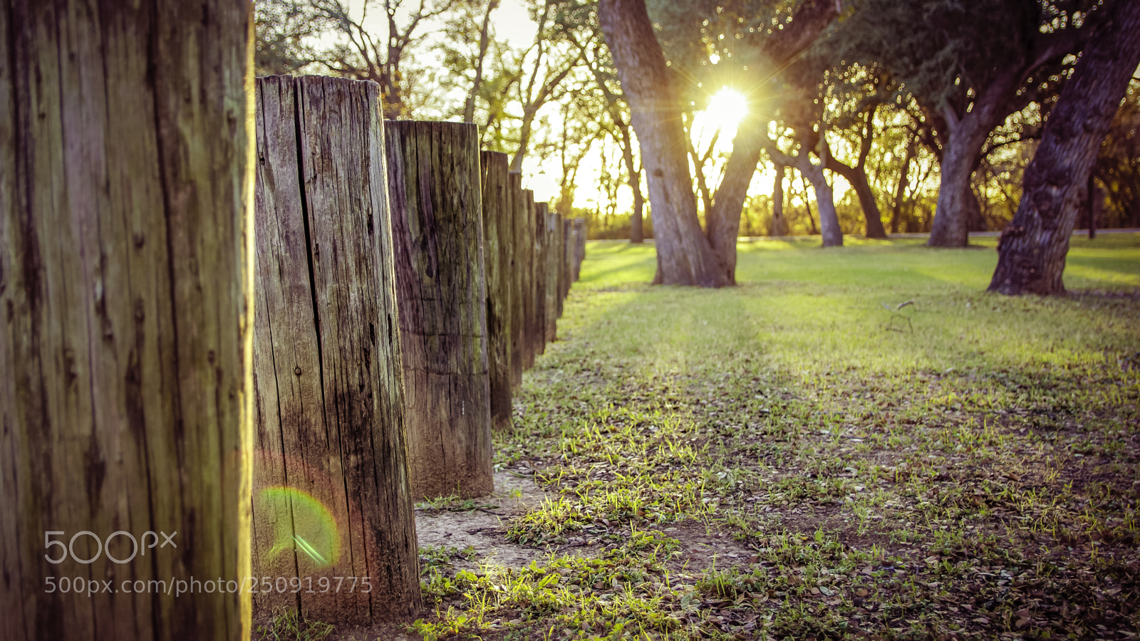 Canon EOS 600D (Rebel EOS T3i / EOS Kiss X5) sample photo. Sun peeking through trees photography