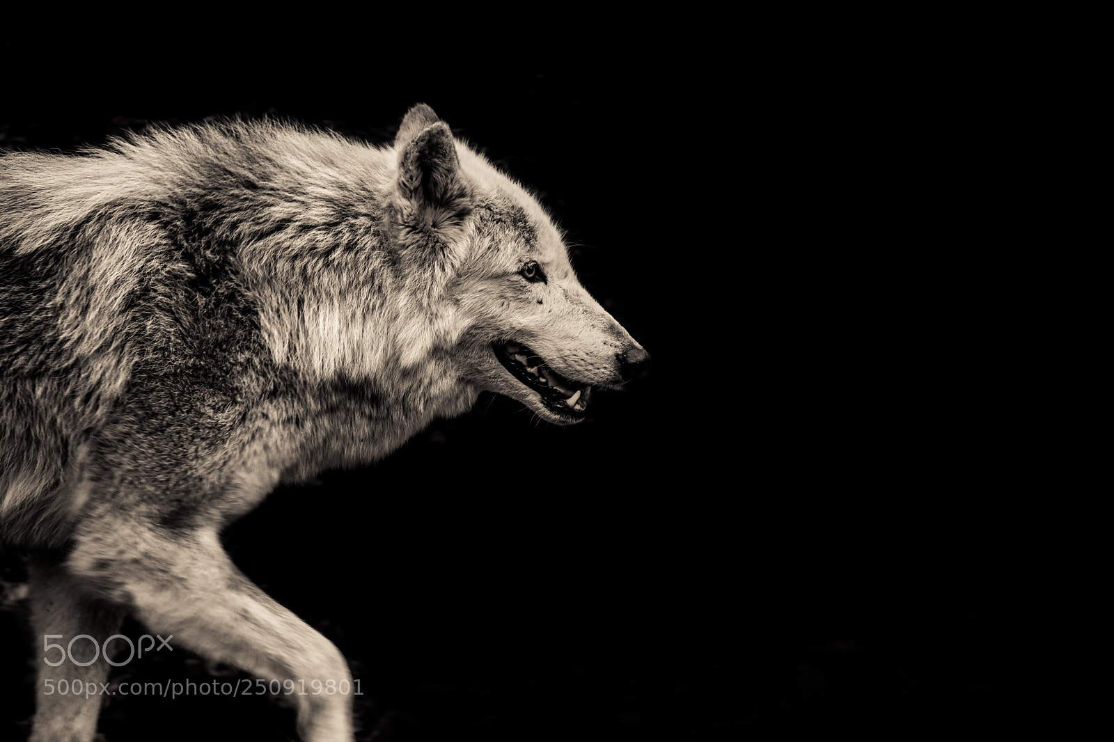 Canon EOS 5D Mark IV sample photo. Grey wolf photography
