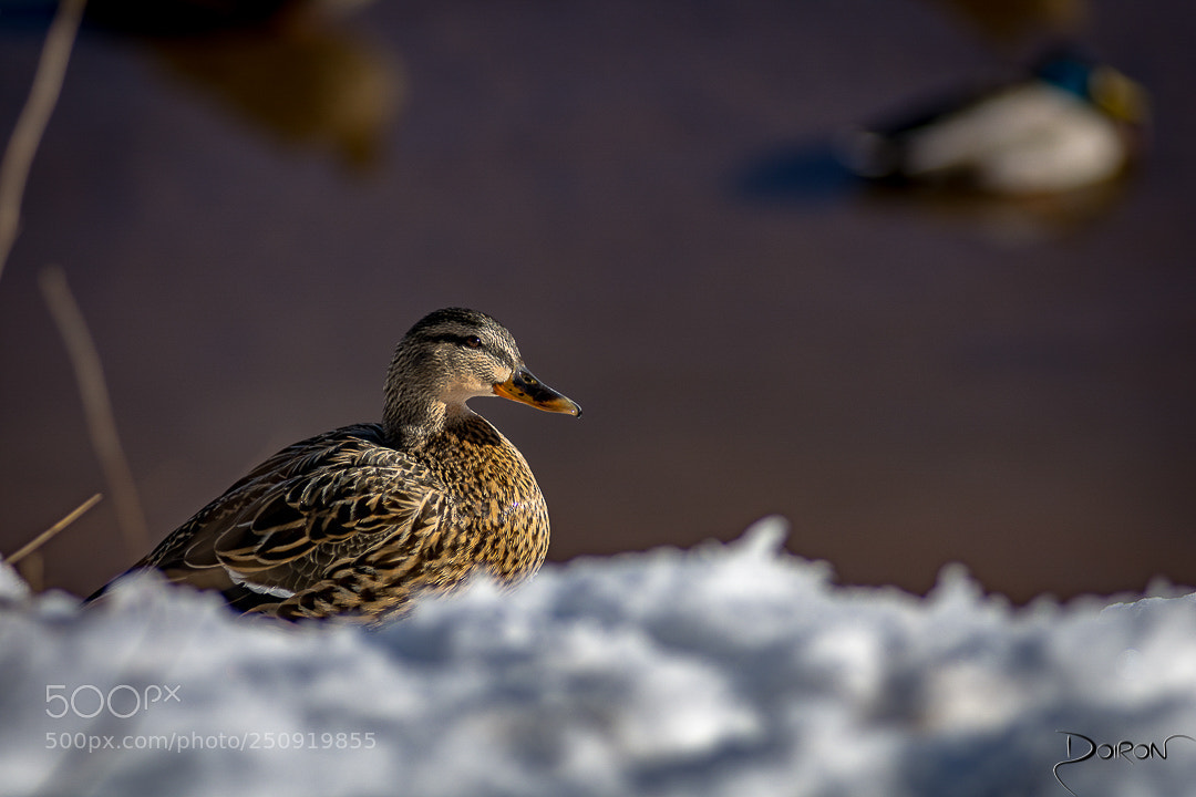 Nikon D7200 sample photo. Sitting pretty photography