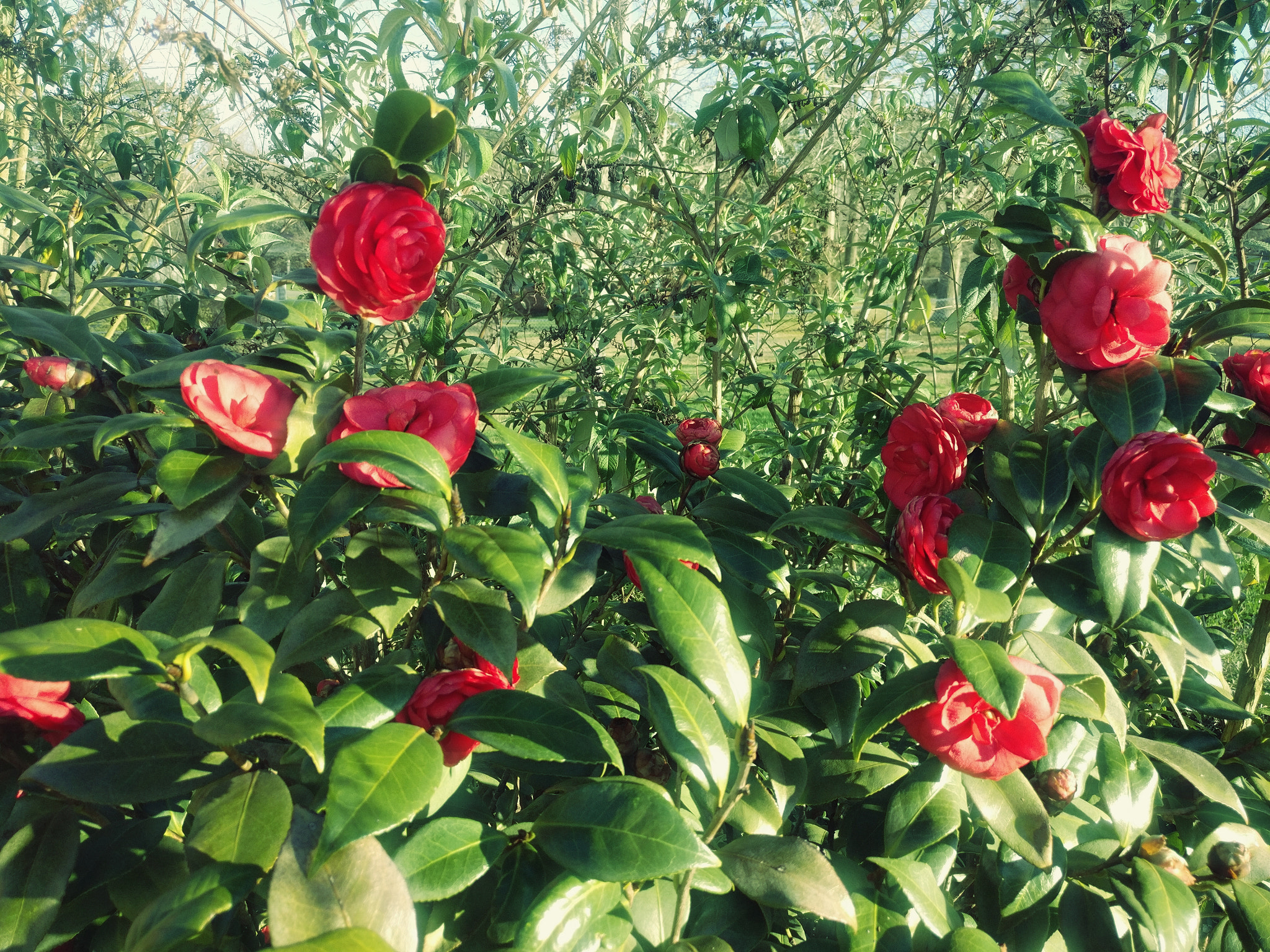 OnePlus A3000 sample photo. Nature's bouquet photography