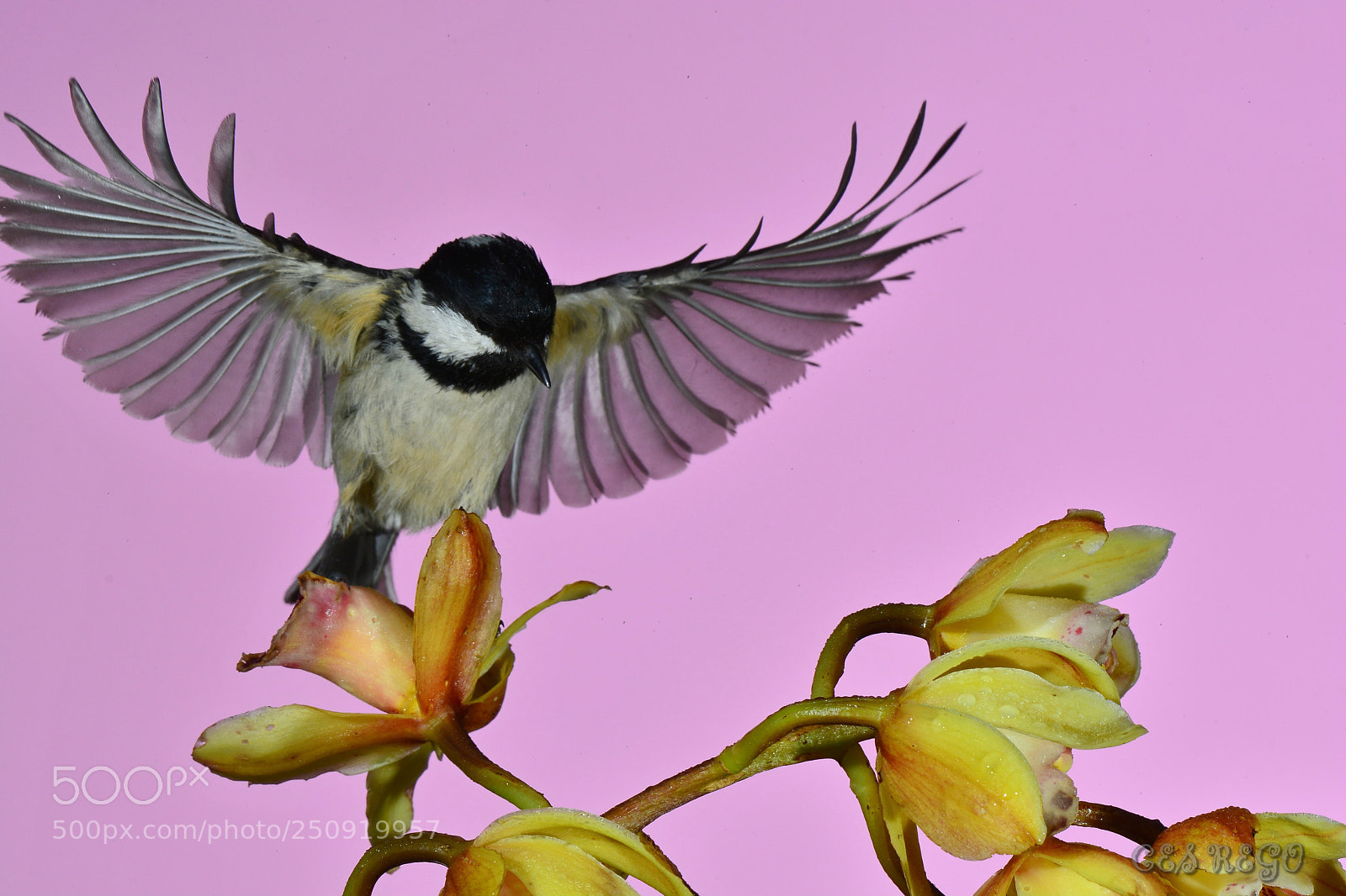 Nikon D7100 sample photo. _dsc8539-2.jpg photography