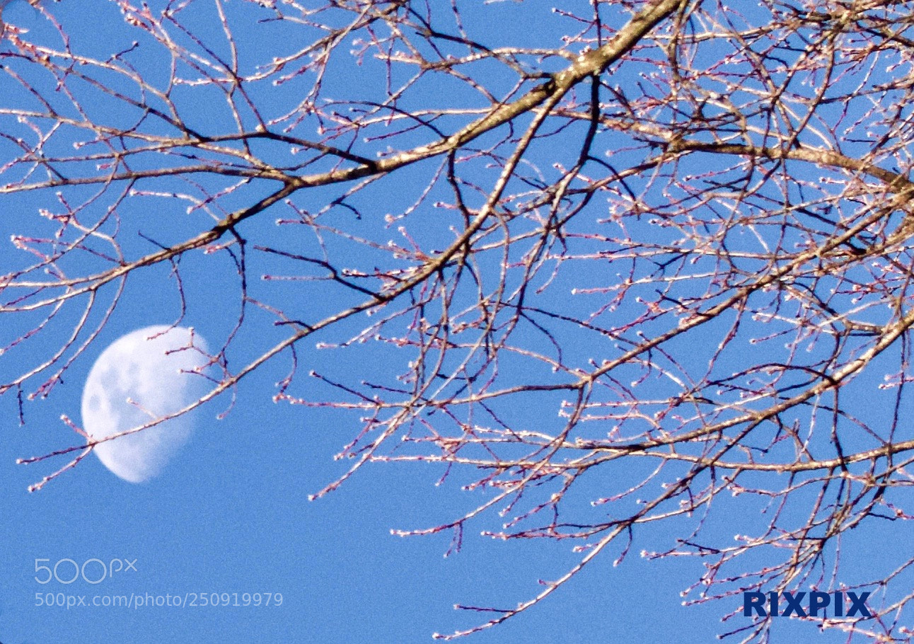 Canon EOS 550D (EOS Rebel T2i / EOS Kiss X4) sample photo. Spring moon photography