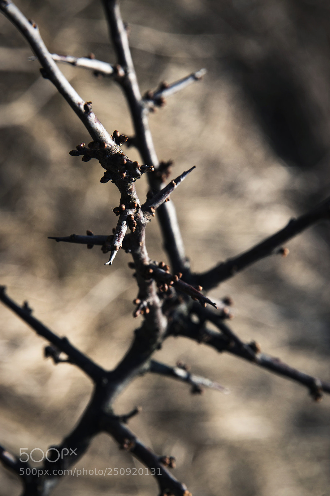 Nikon D5500 sample photo. Spring twigs of the photography