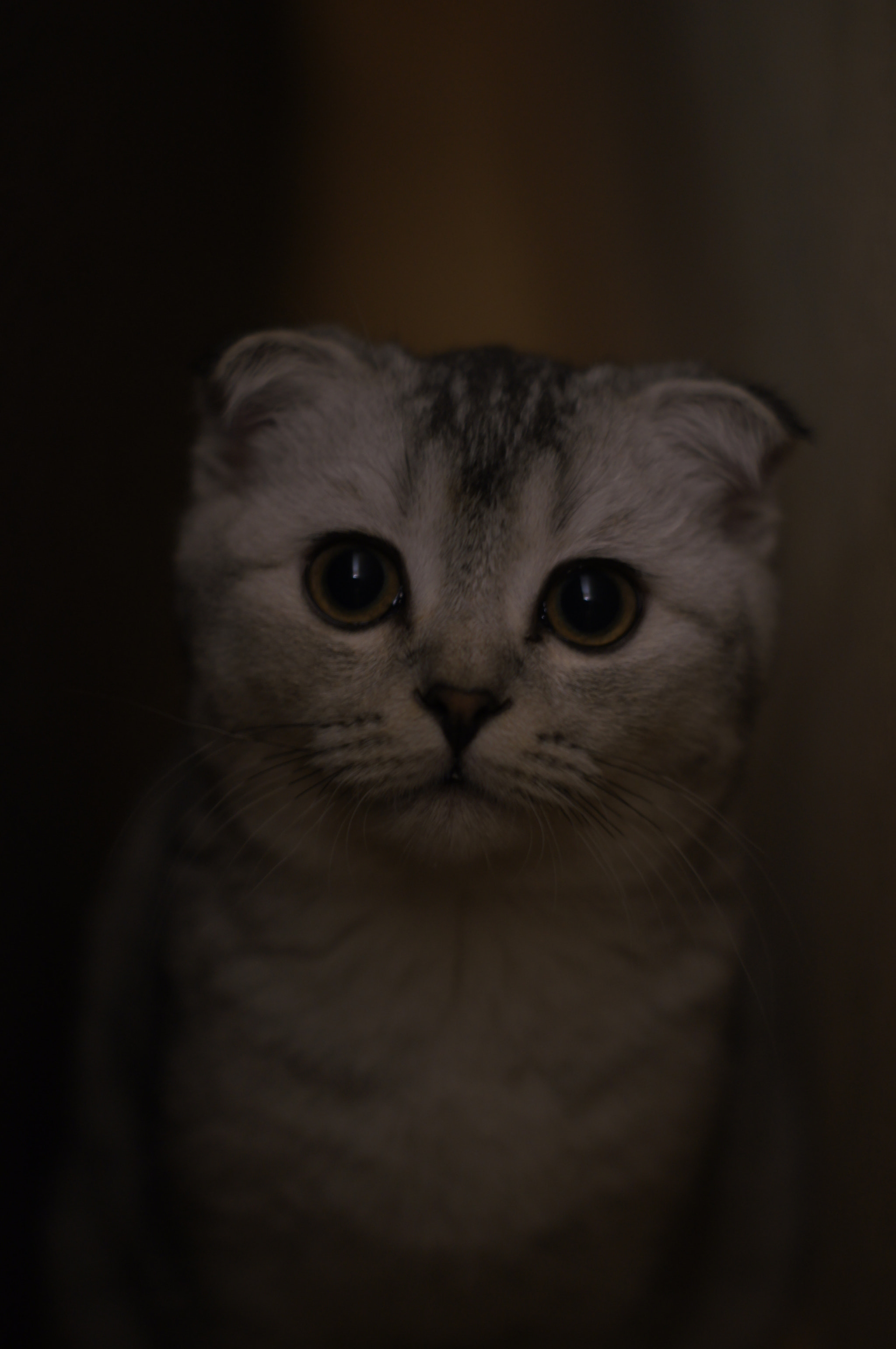 Sony DT 50mm F1.8 SAM sample photo. The cat named casper photography