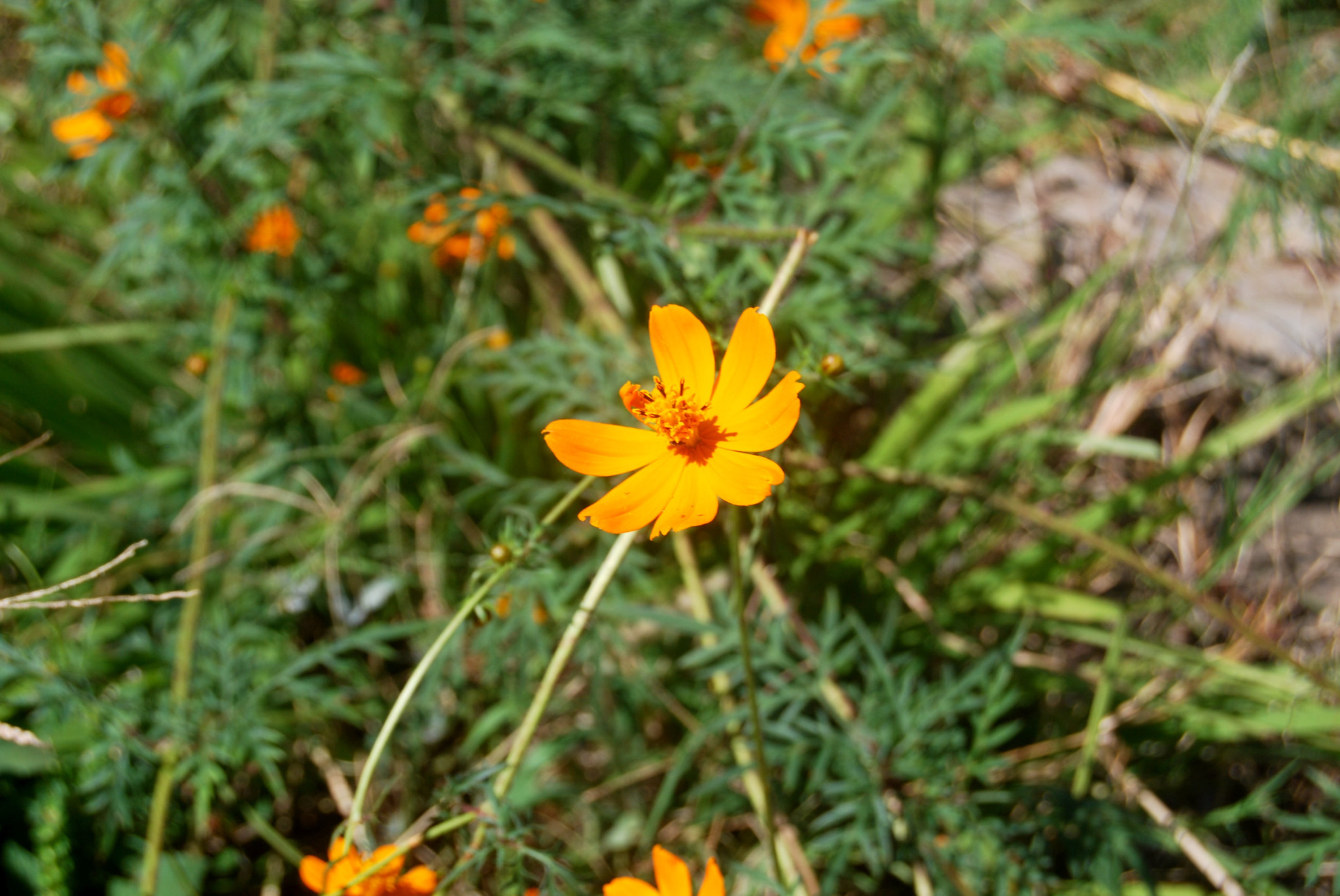 Nikon D40X sample photo. Flower photography
