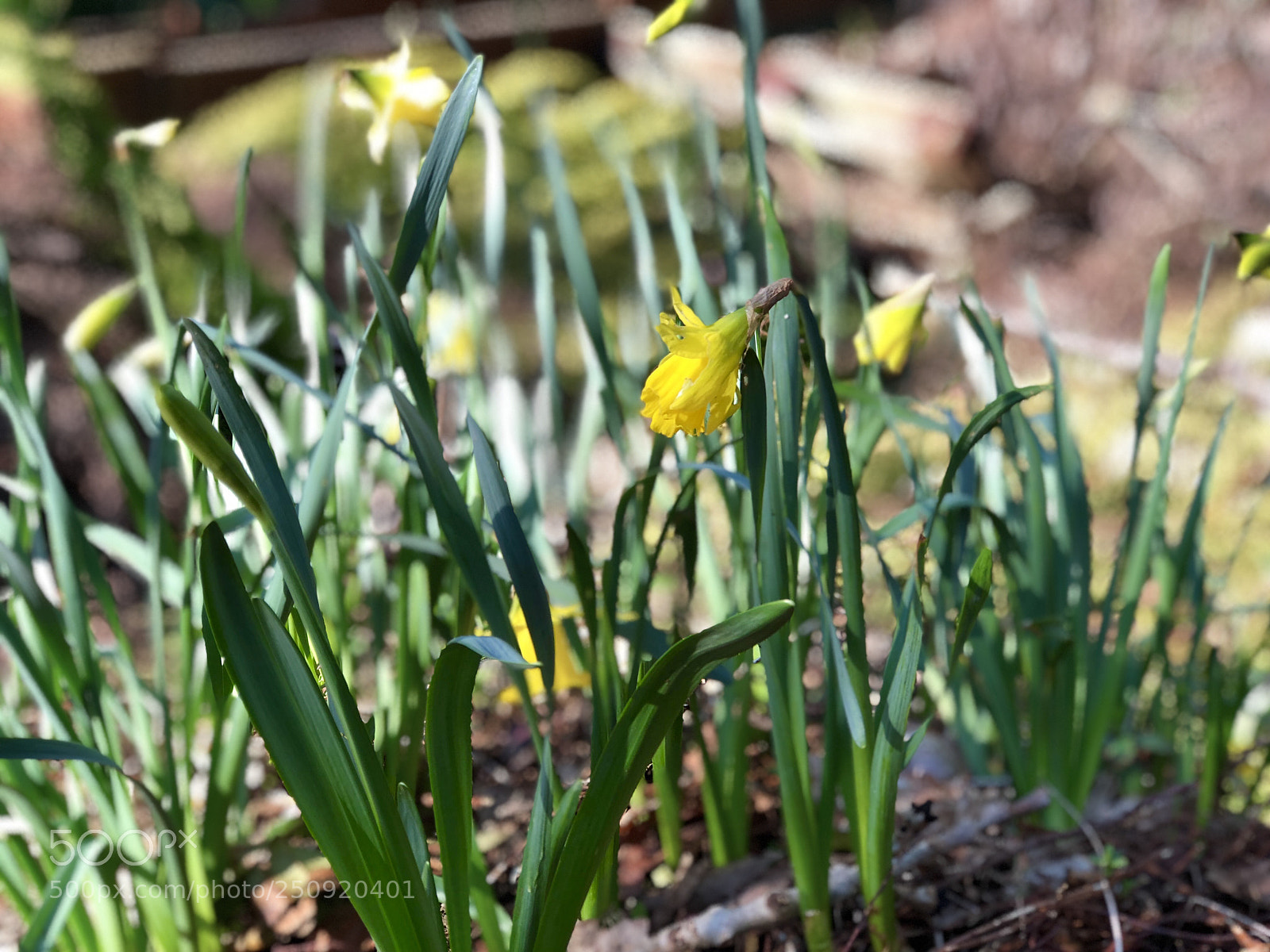 Apple iPhone 8 Plus sample photo. Daffodils photography