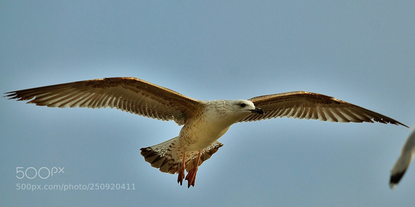 Nikon D7000 sample photo. Seagull  in flight photography