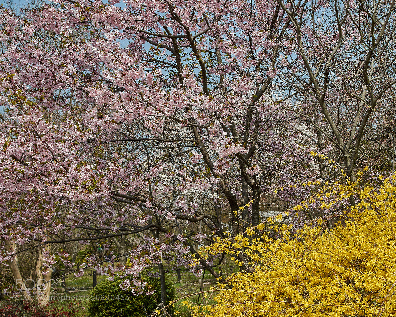 Nikon D7200 sample photo. Cherry blossoms and forsythia photography