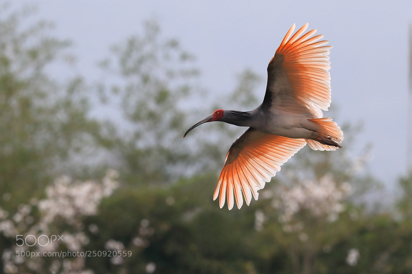 Canon EOS-1D X Mark II sample photo. Crested ibis photography