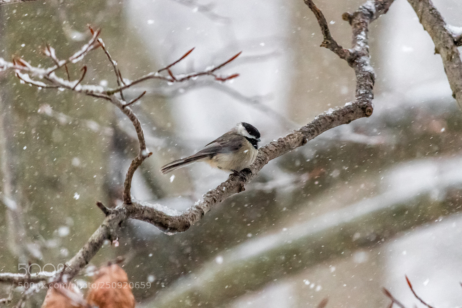 Canon EOS 1300D (EOS Rebel T6 / EOS Kiss X80) sample photo. Black-capped chickadee photography