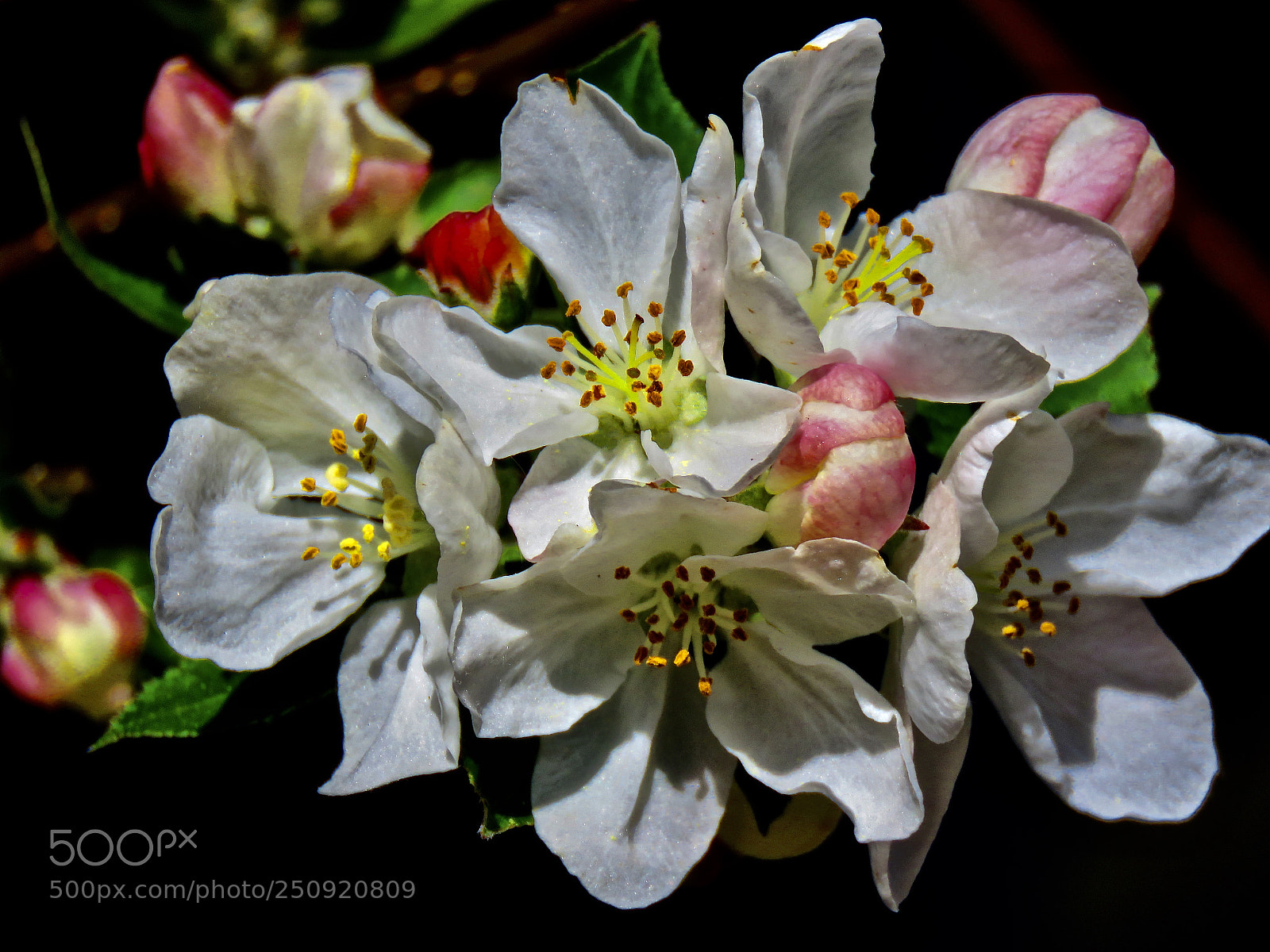 Canon PowerShot SX60 HS sample photo. Crabapple blossoms photography