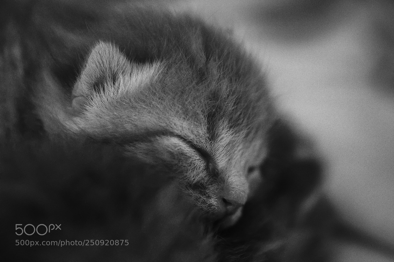 Canon EOS 700D (EOS Rebel T5i / EOS Kiss X7i) sample photo. Kitty baby photography