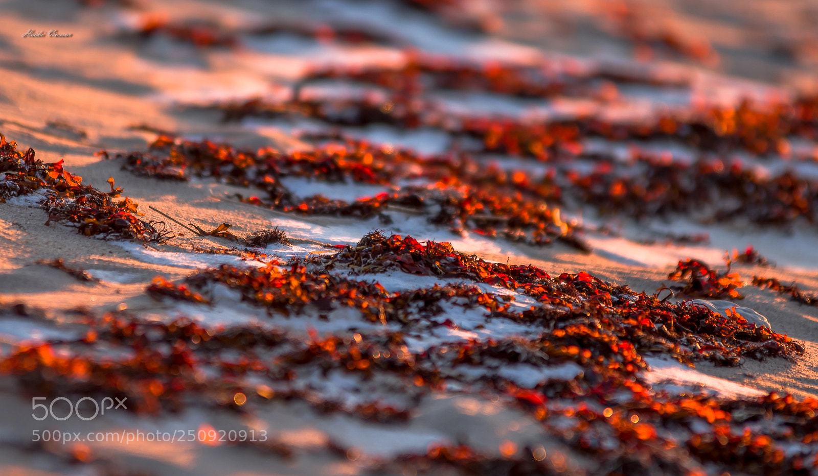 Pentax KP sample photo. Evening at sea, colden photography