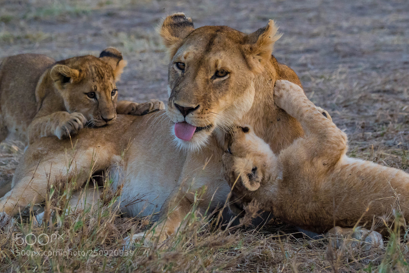 Olympus OM-D E-M1 Mark II sample photo. Lioness with cubs photography