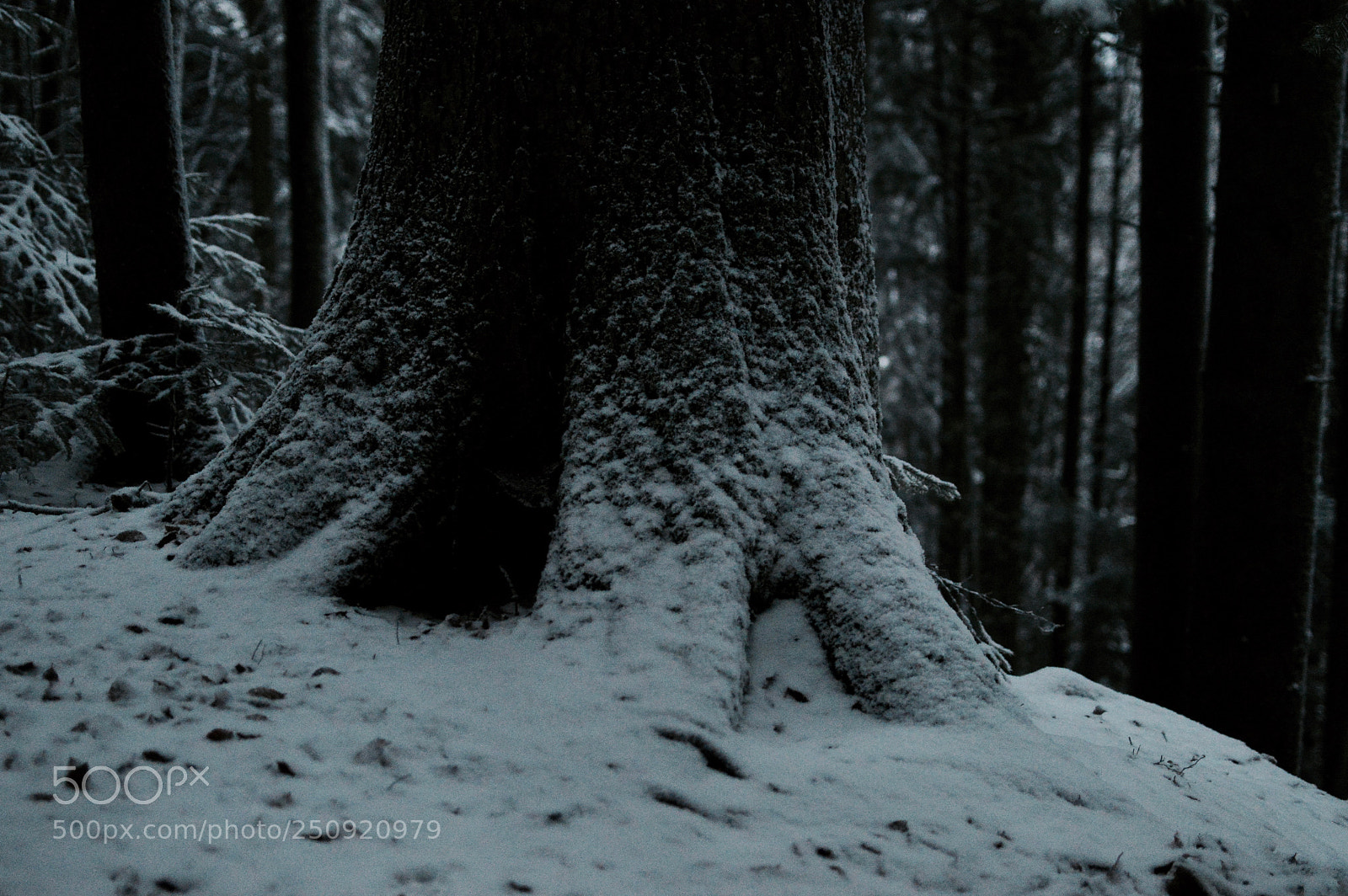 Nikon D3200 sample photo. Roots photography