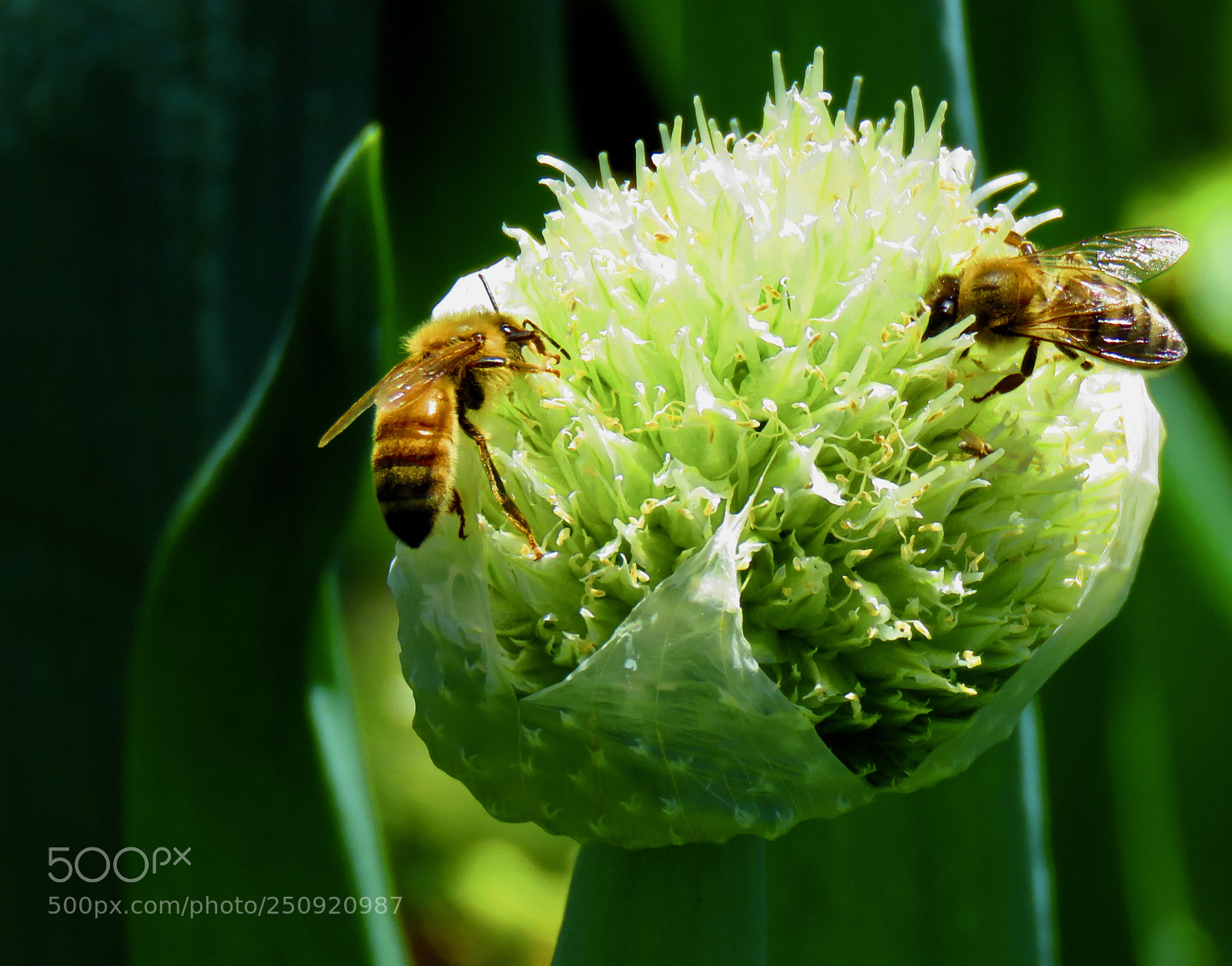 Canon PowerShot SX60 HS sample photo. Onion head with bees photography
