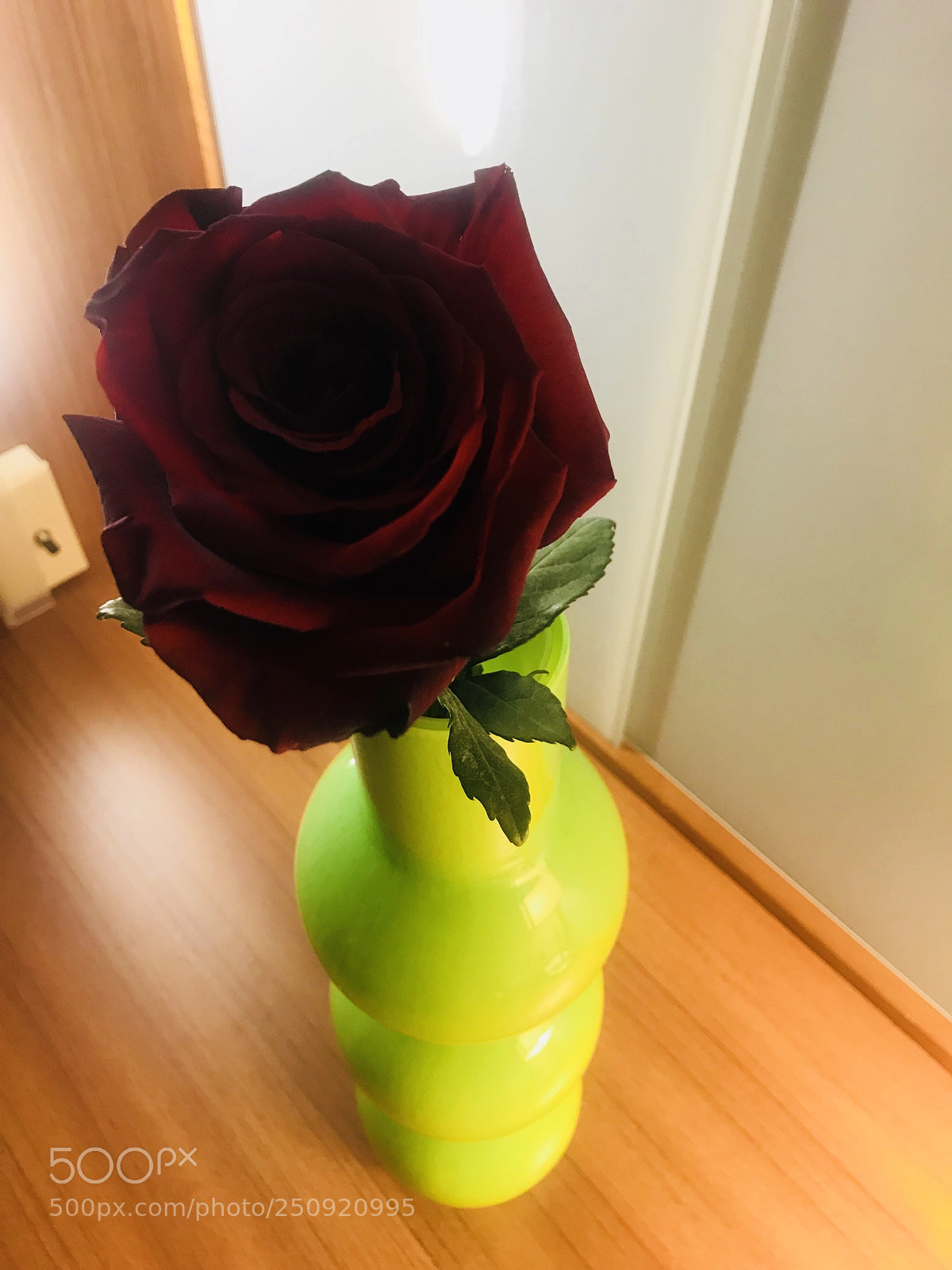Apple iPhone 7 Plus sample photo. Crimson rose  photography