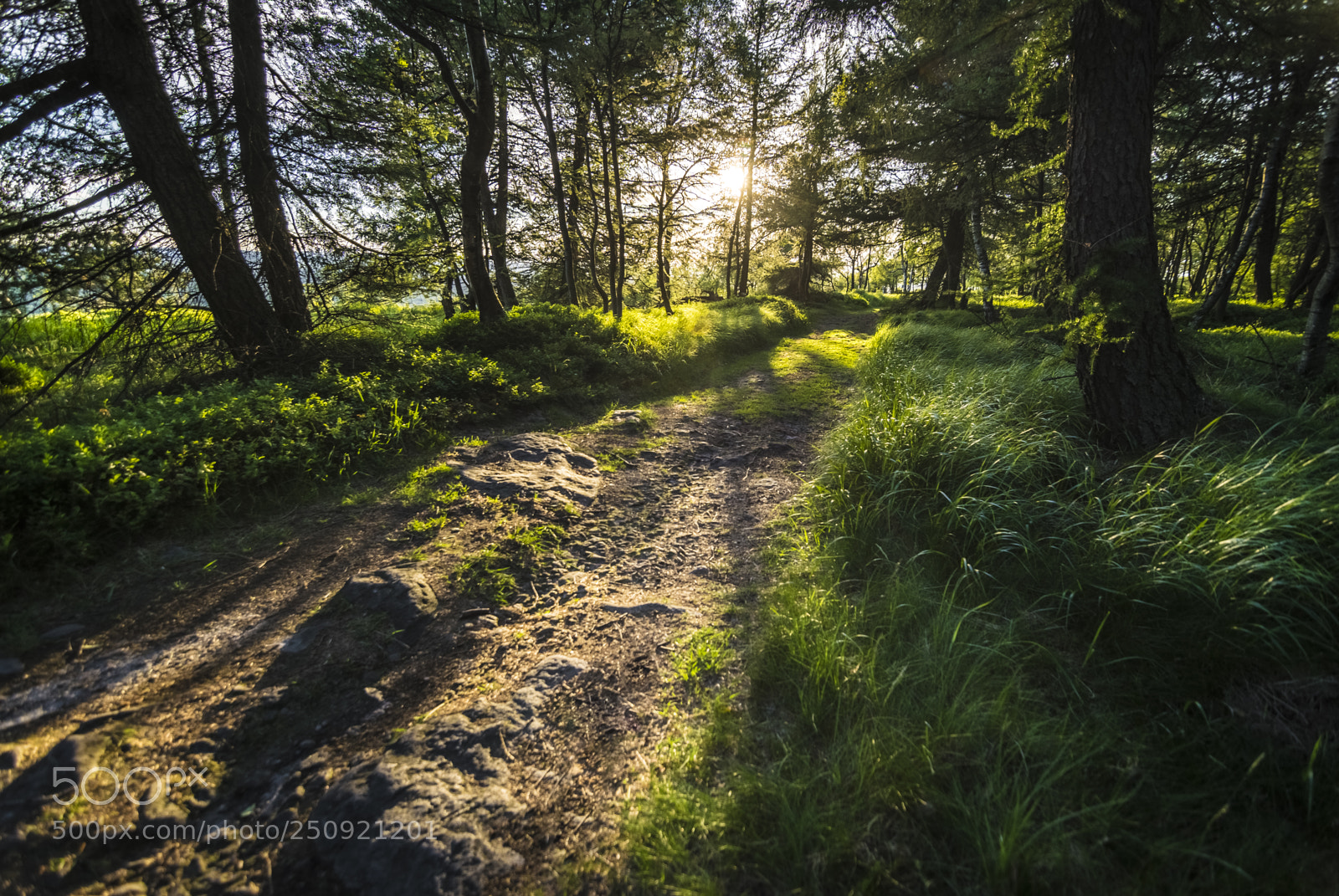 Nikon D5300 sample photo. Path in the woods photography