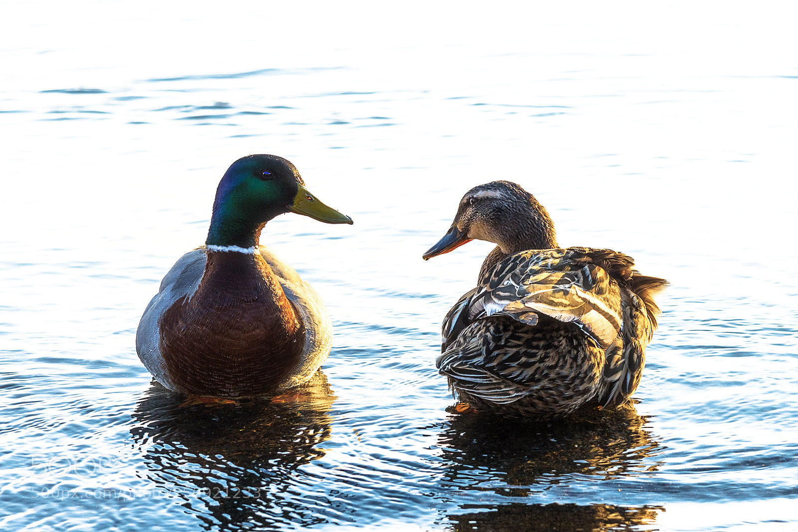 Nikon D810 sample photo. Sweet looks photography