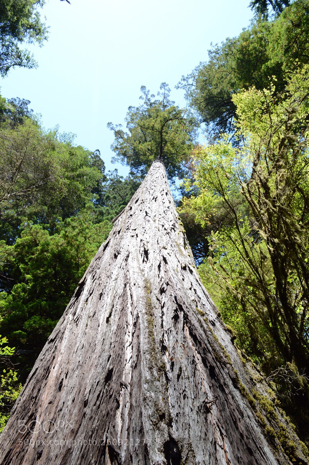 Nikon D3200 sample photo. Redwood california 2017 photography