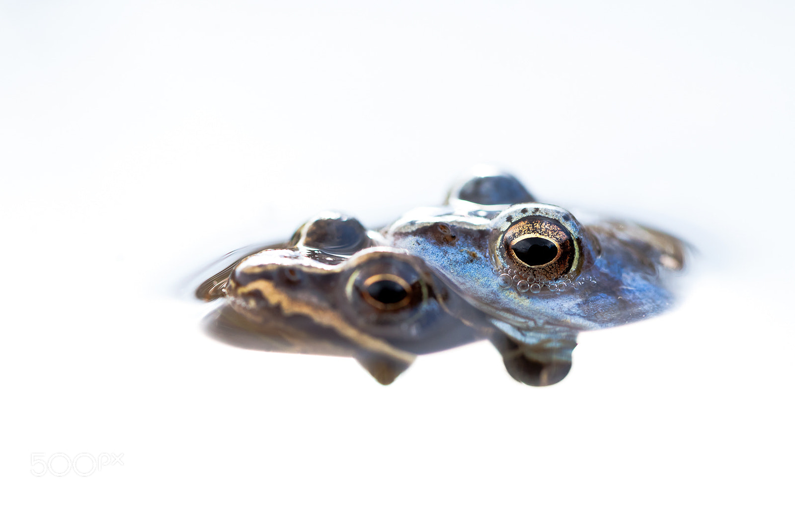 Canon EOS 5D Mark II sample photo. Moorfrogs photography