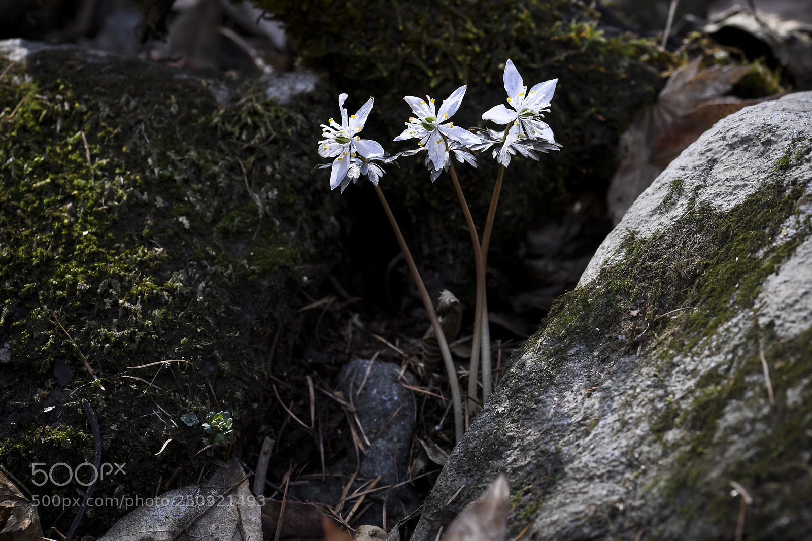 Nikon D5 sample photo.  eranthis stellata maxim photography