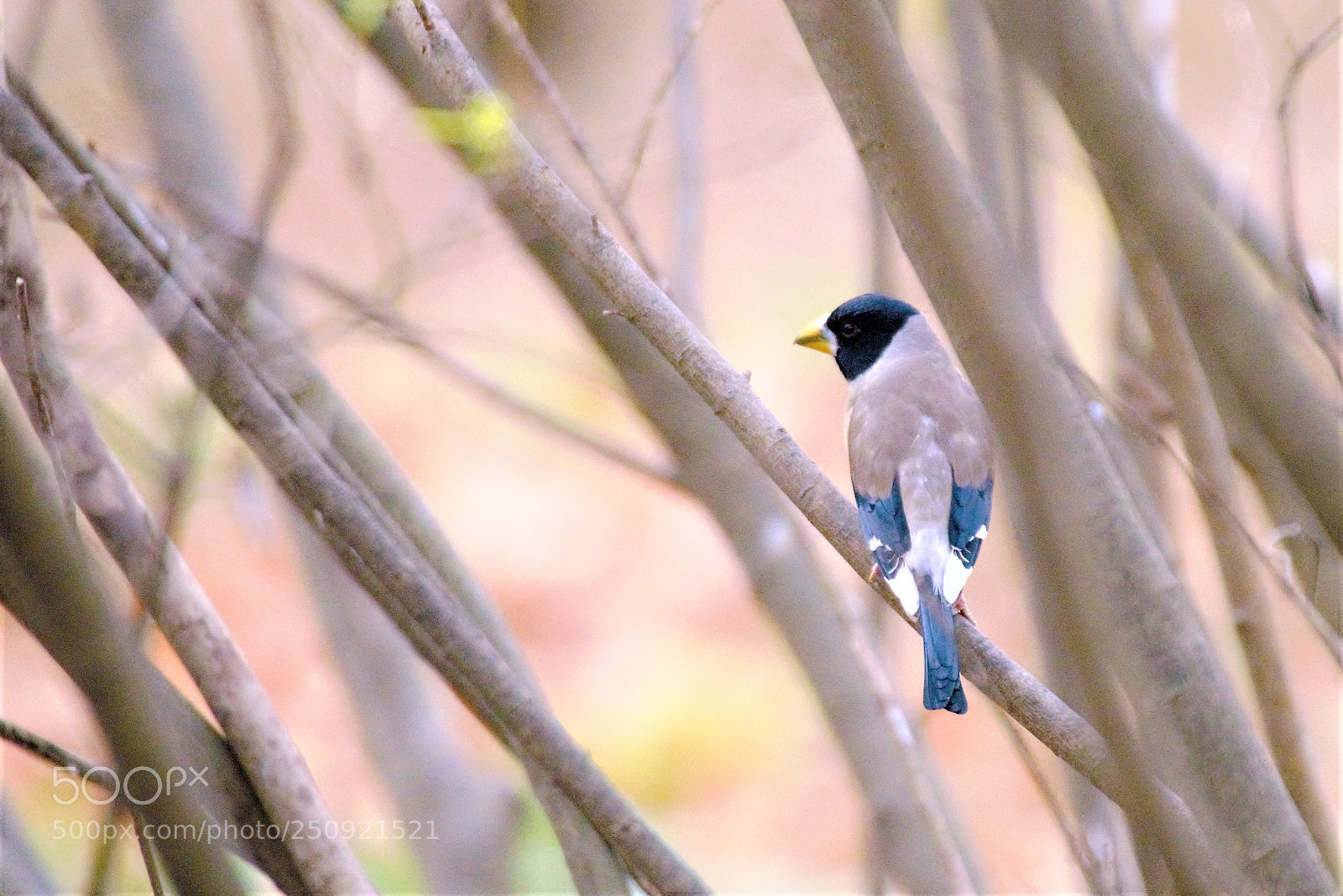 Nikon D800 sample photo. Somebody's watching me. photography