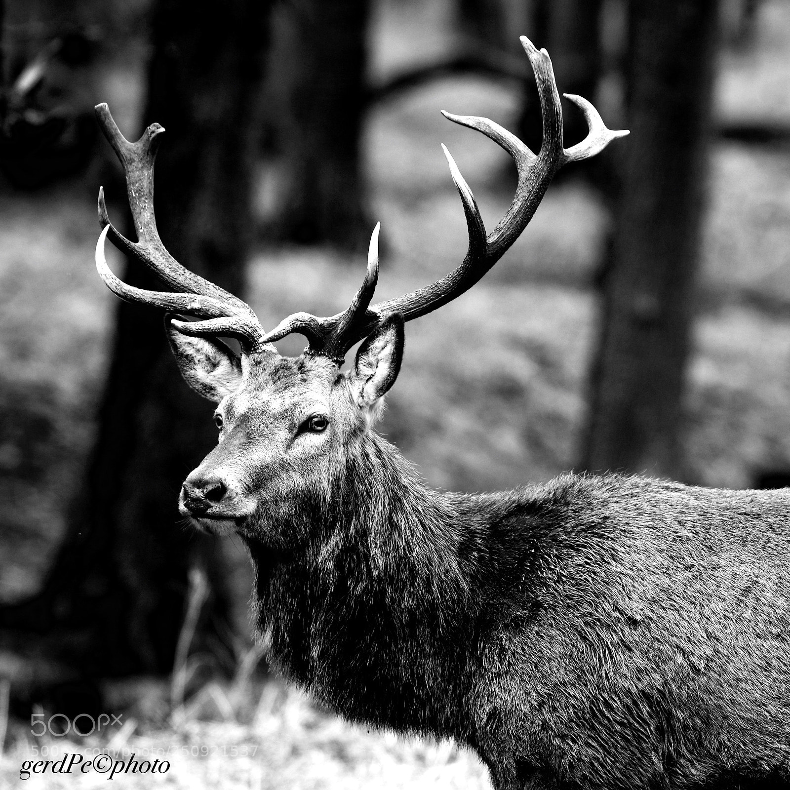 Pentax K-1 sample photo. Red deer photography