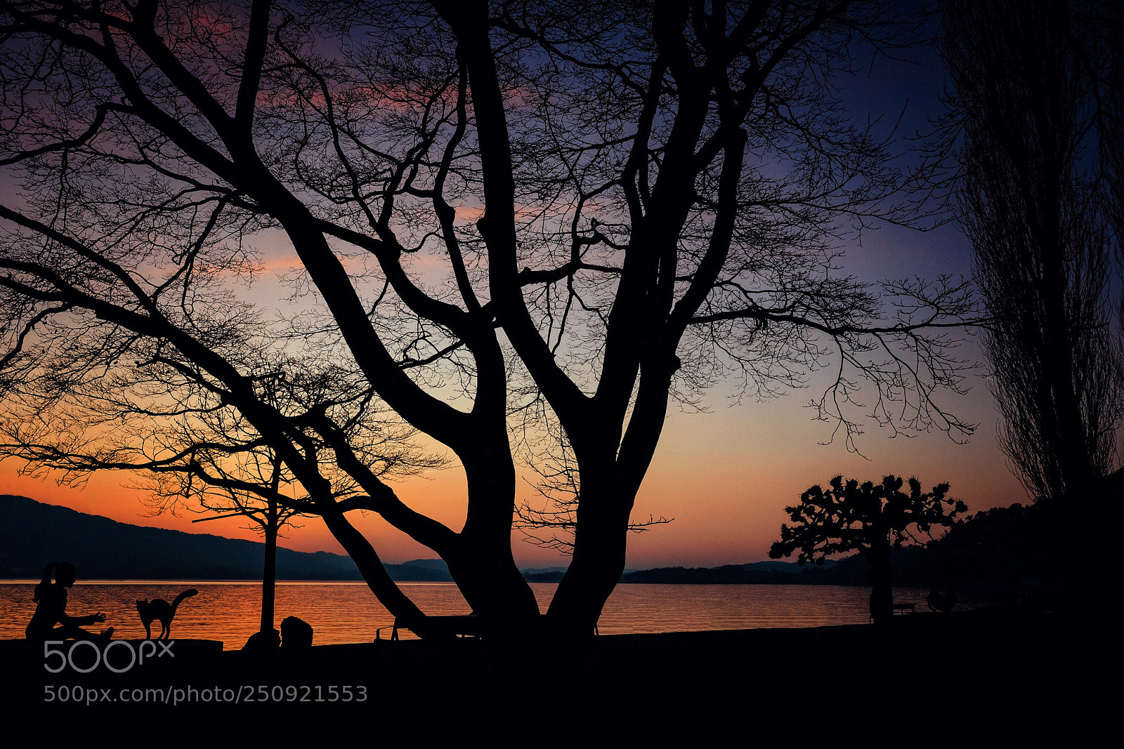 Nikon D5200 sample photo. A tree, a girl photography