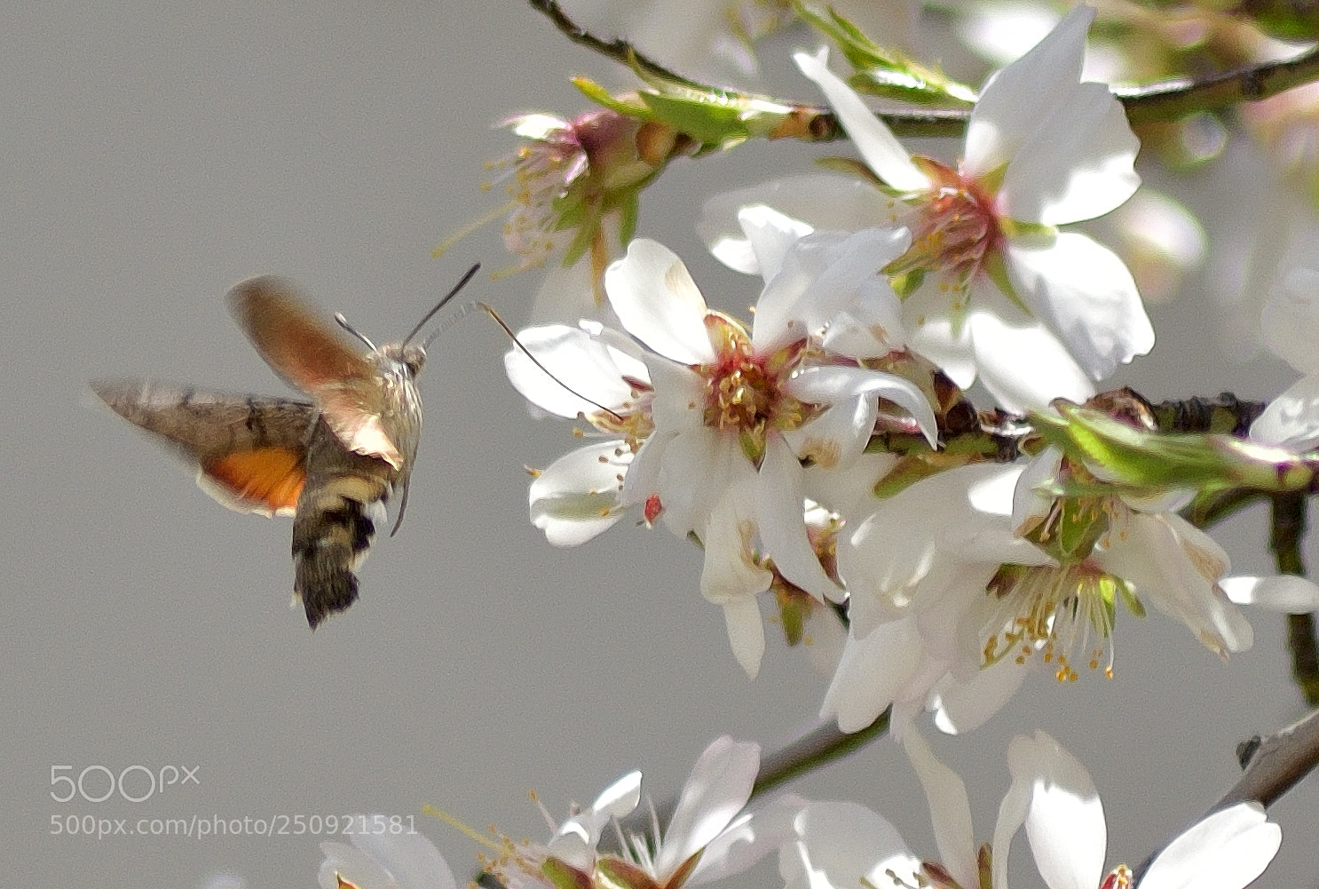 Nikon D7000 sample photo. Lepidoptero photography