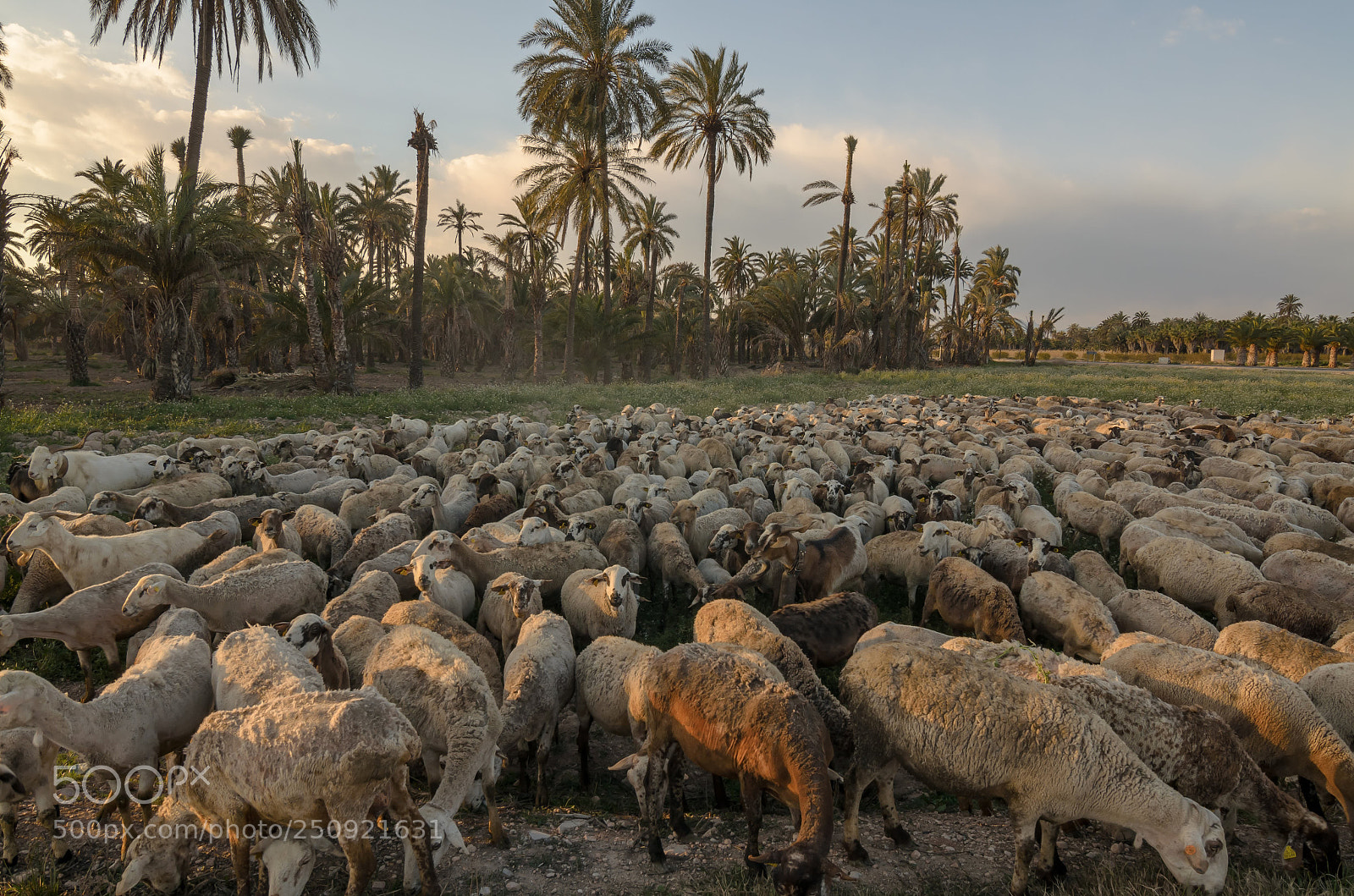 Nikon D7000 sample photo. Sheep photography