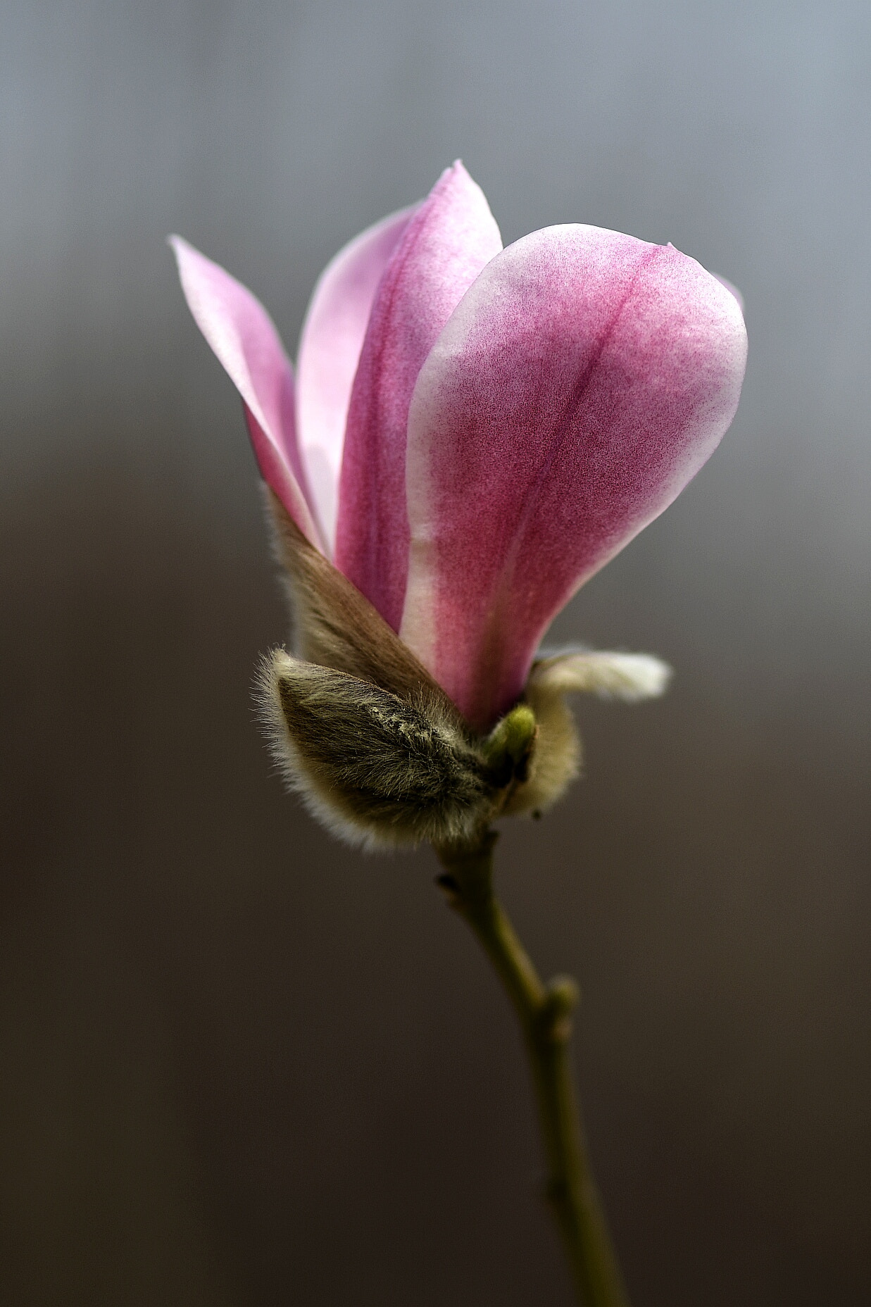 Nikon AF-S Micro-Nikkor 105mm F2.8G IF-ED VR sample photo. Magnolia flower photography