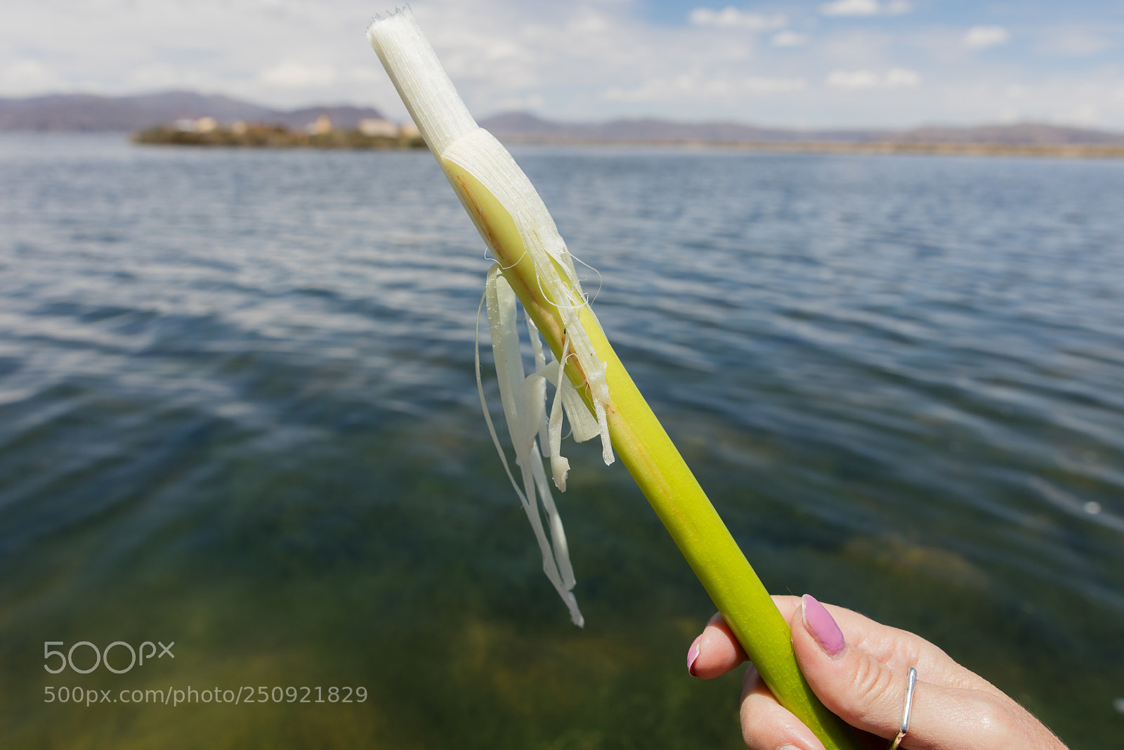Canon EOS 5DS R sample photo. Fresh edible totora rod photography