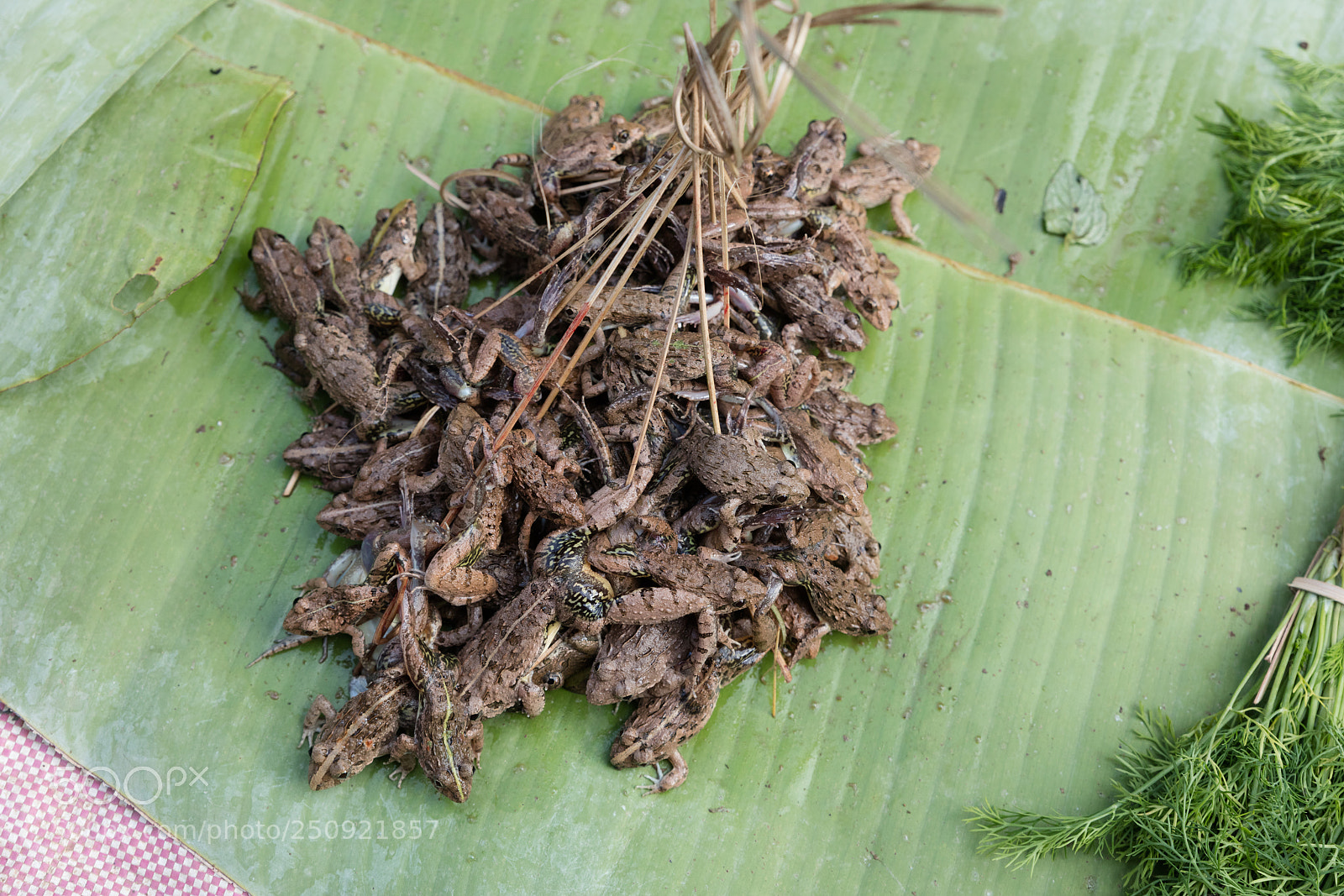 Canon EOS 5DS R sample photo. Frogs in the market photography