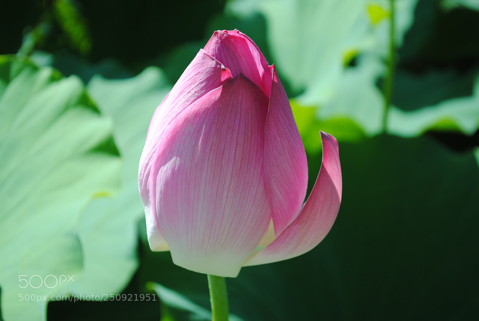 Nikon D3000 sample photo. Lotus photography
