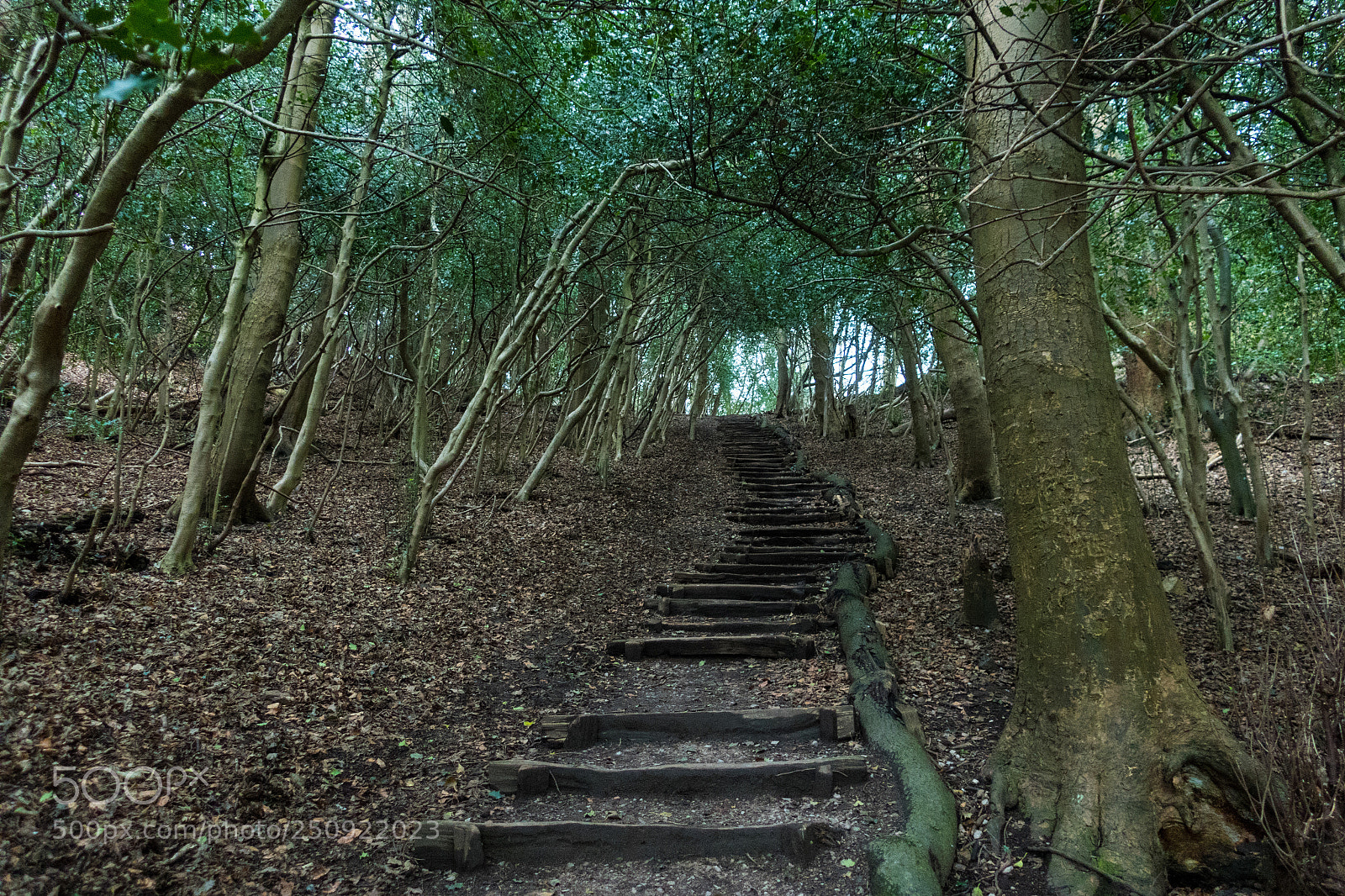 Canon PowerShot G9 X Mark II sample photo. Steps through the woods photography