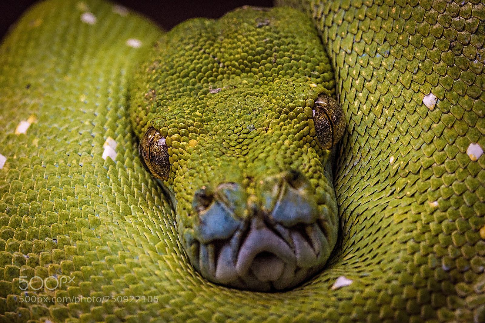 Canon EOS 50D sample photo. Green snake photography